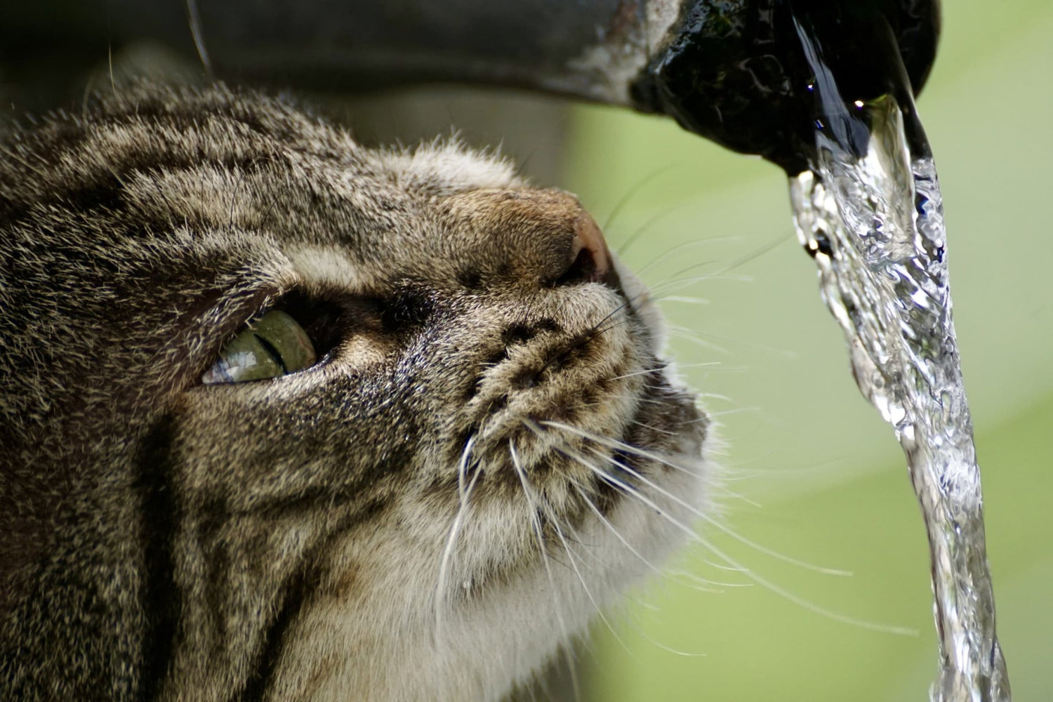 Is Your Cat Drinking Enough Water? The Silent Signs of Dehydration