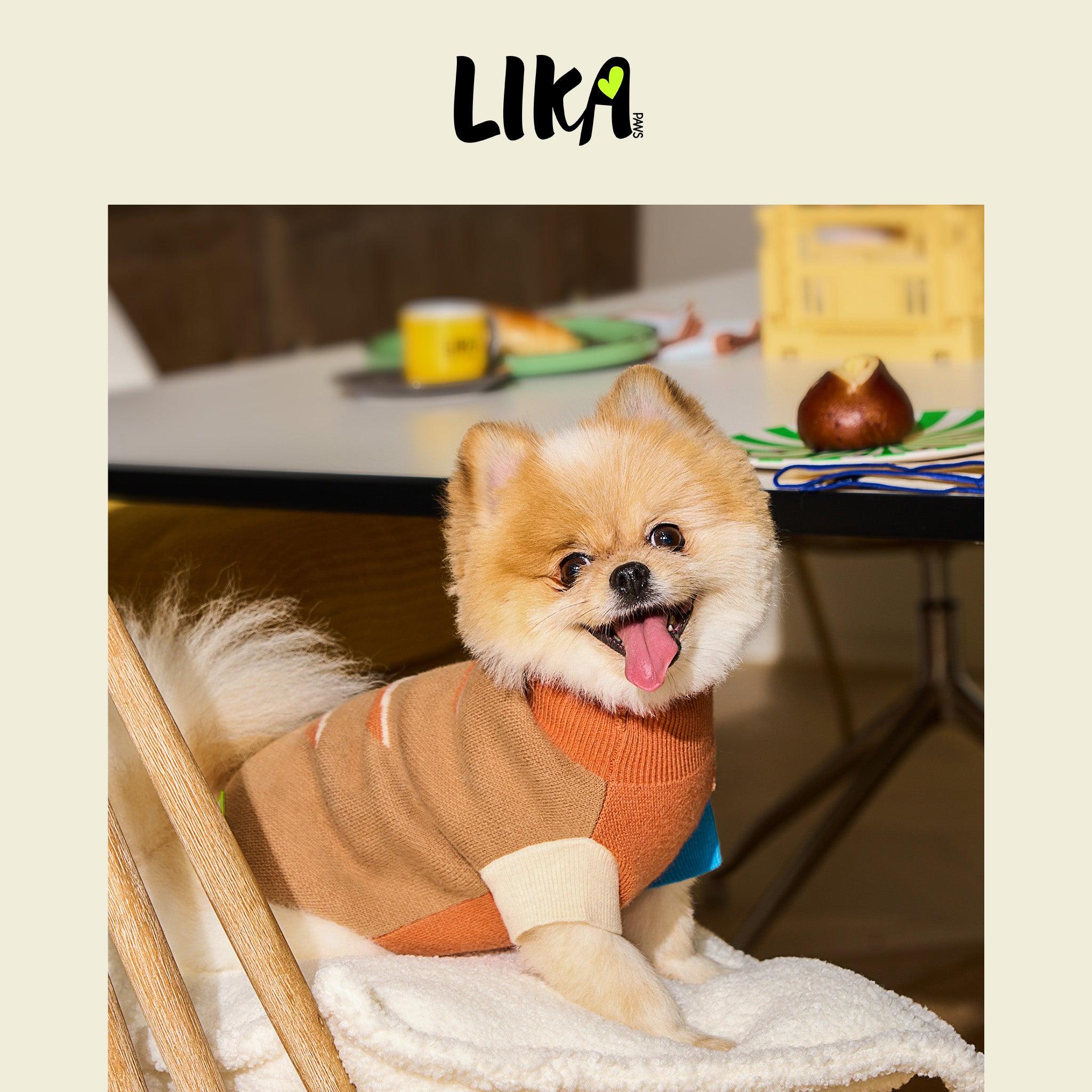 Small dog wearing a colorful sweater sitting on a chair with a blurred background