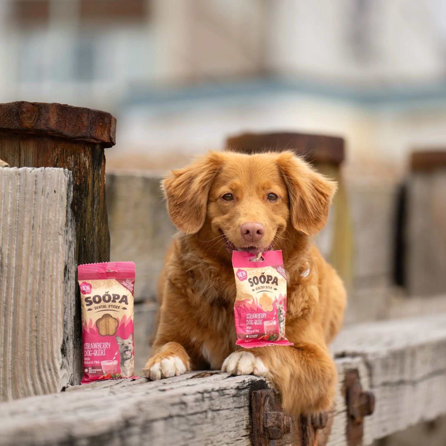Natural Vegan Dog Healthy Bites – Strawberry Dog-Quiri - Share Happy Outfits