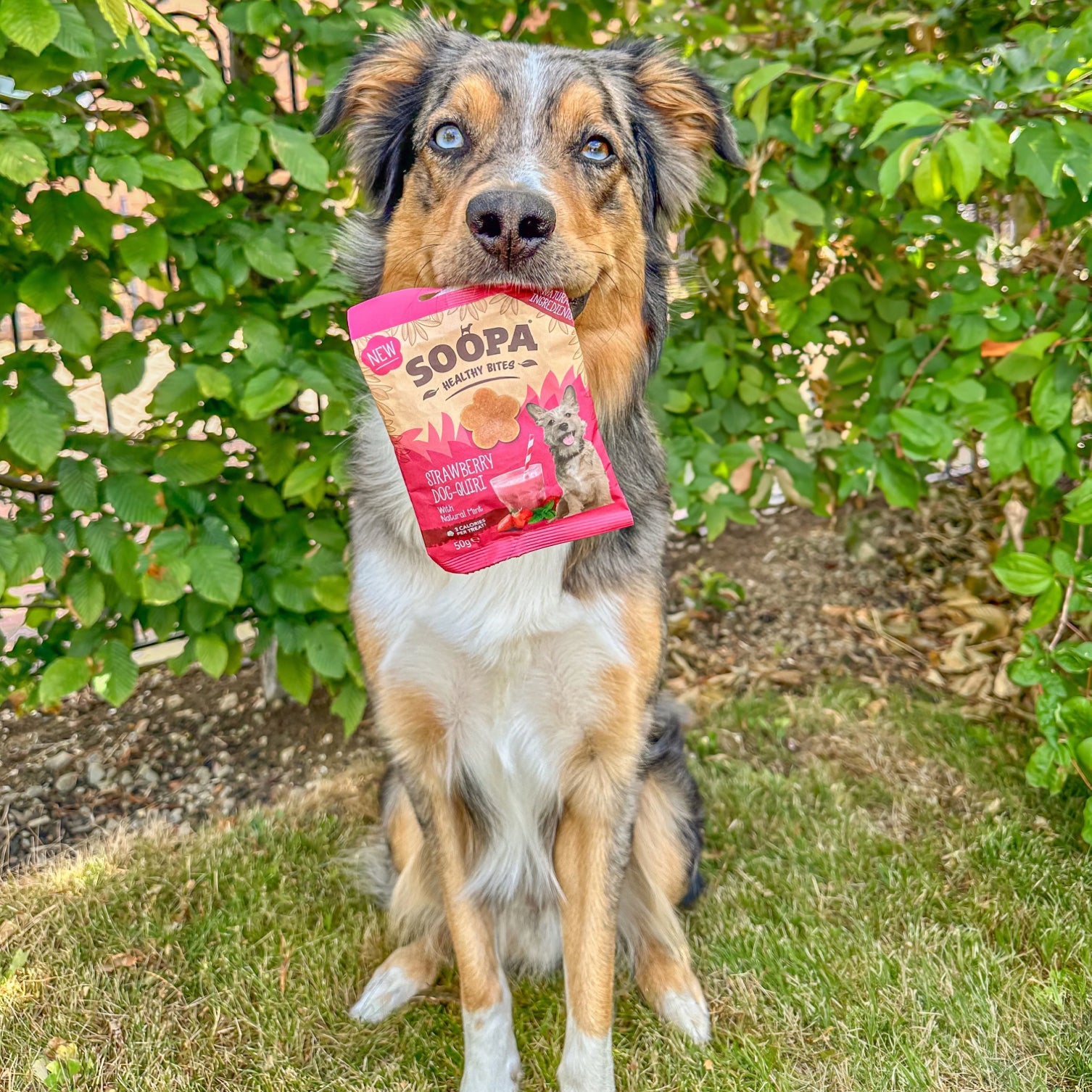 Natural Vegan Dog Healthy Bites – Strawberry Dog-Quiri - Share Happy Outfits