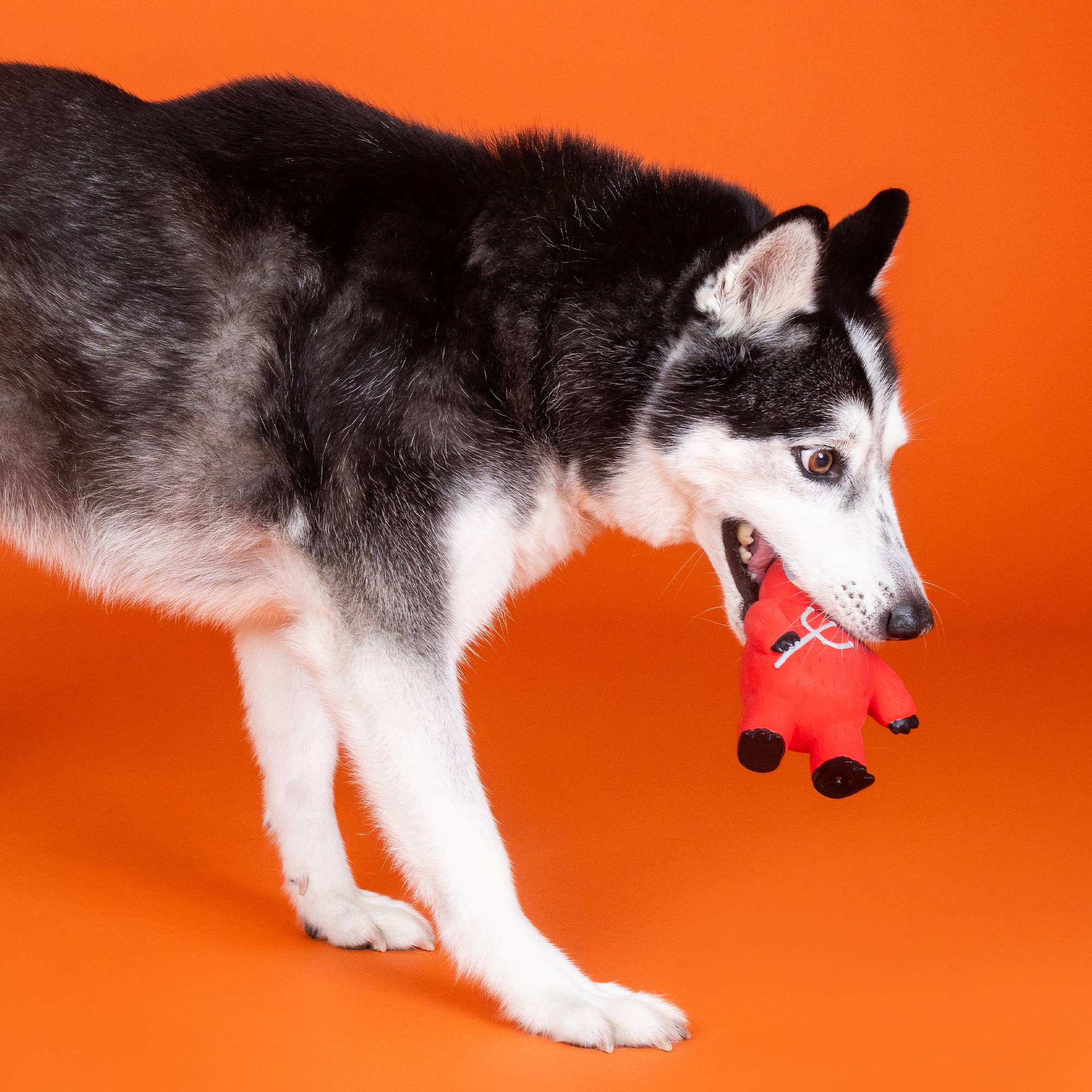 Fringe A LITTLE HOTHEADED LATEX DOG TOY - Share Happy Outfits