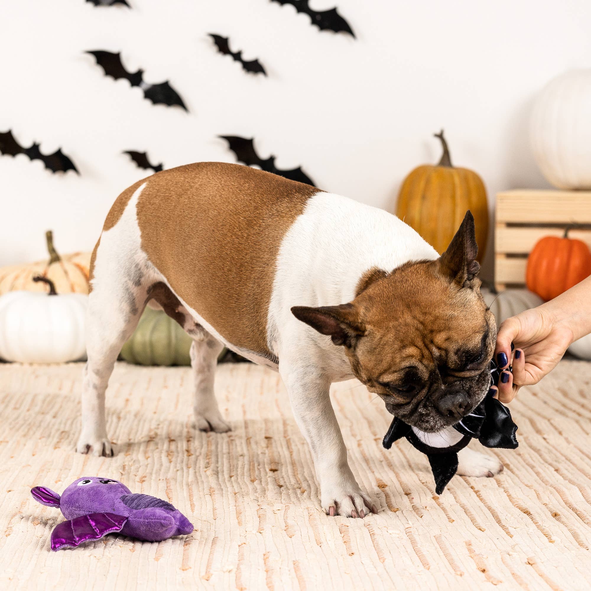 Fringe BAT TO THE BONE - Share Happy Outfits