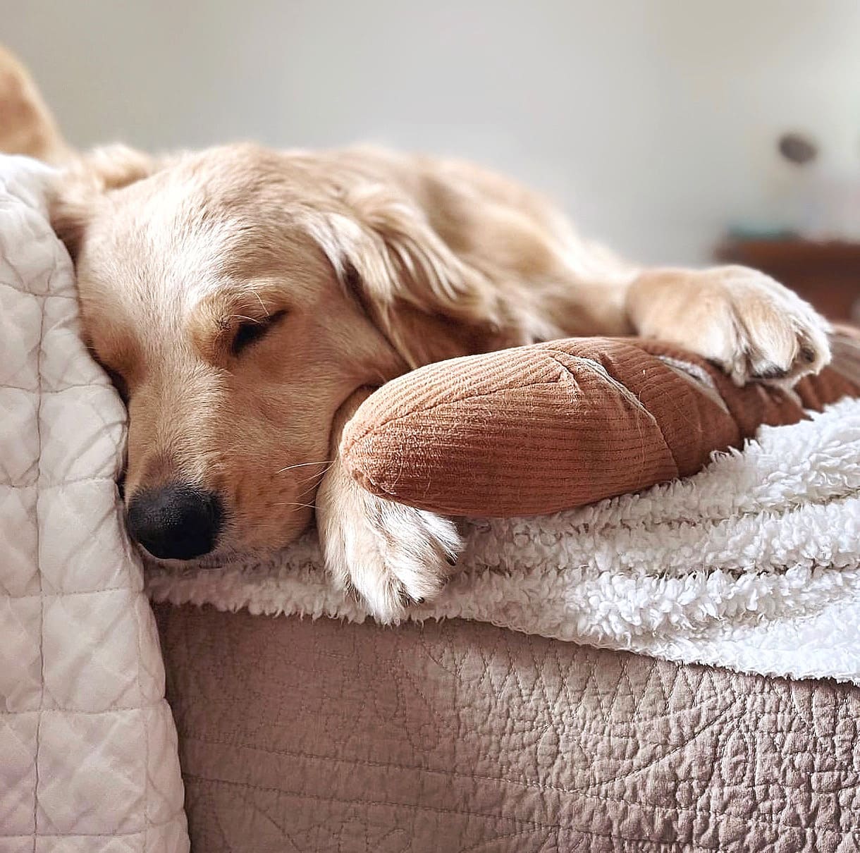 Baguette – Oversized Snuffle & Burrow Dog Toy - Share Happy Outfits