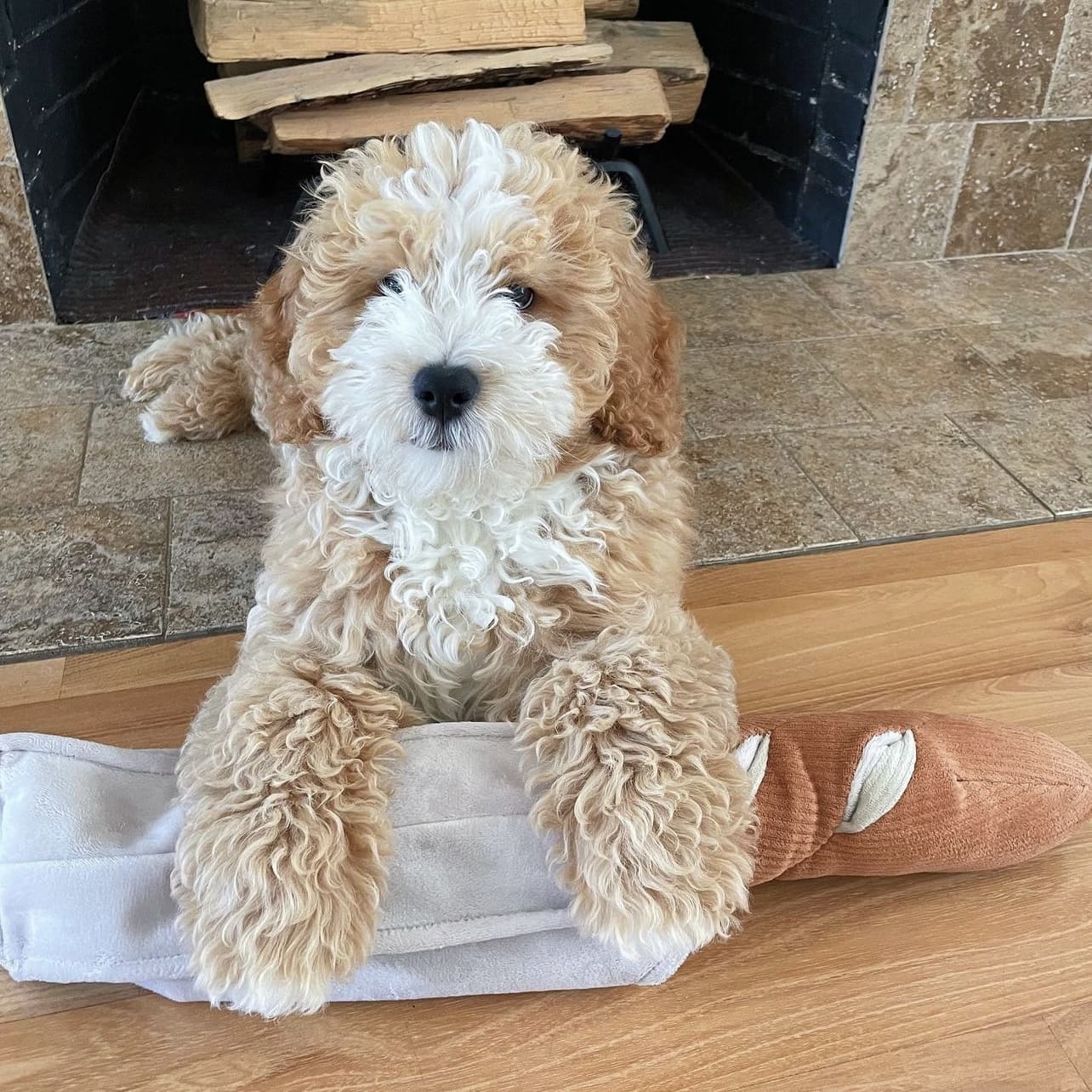 Baguette – Oversized Snuffle & Burrow Dog Toy - Share Happy Outfits