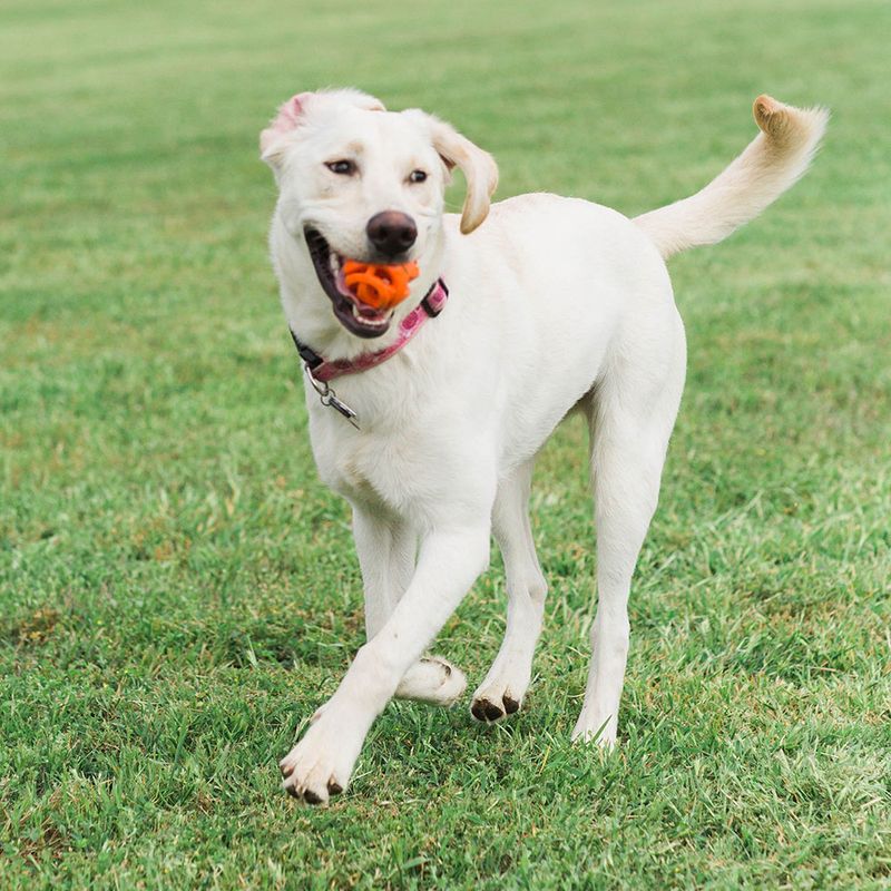 Chuckit! Breathe Right Fetch Ball – Durable Dog Fetch Toy
