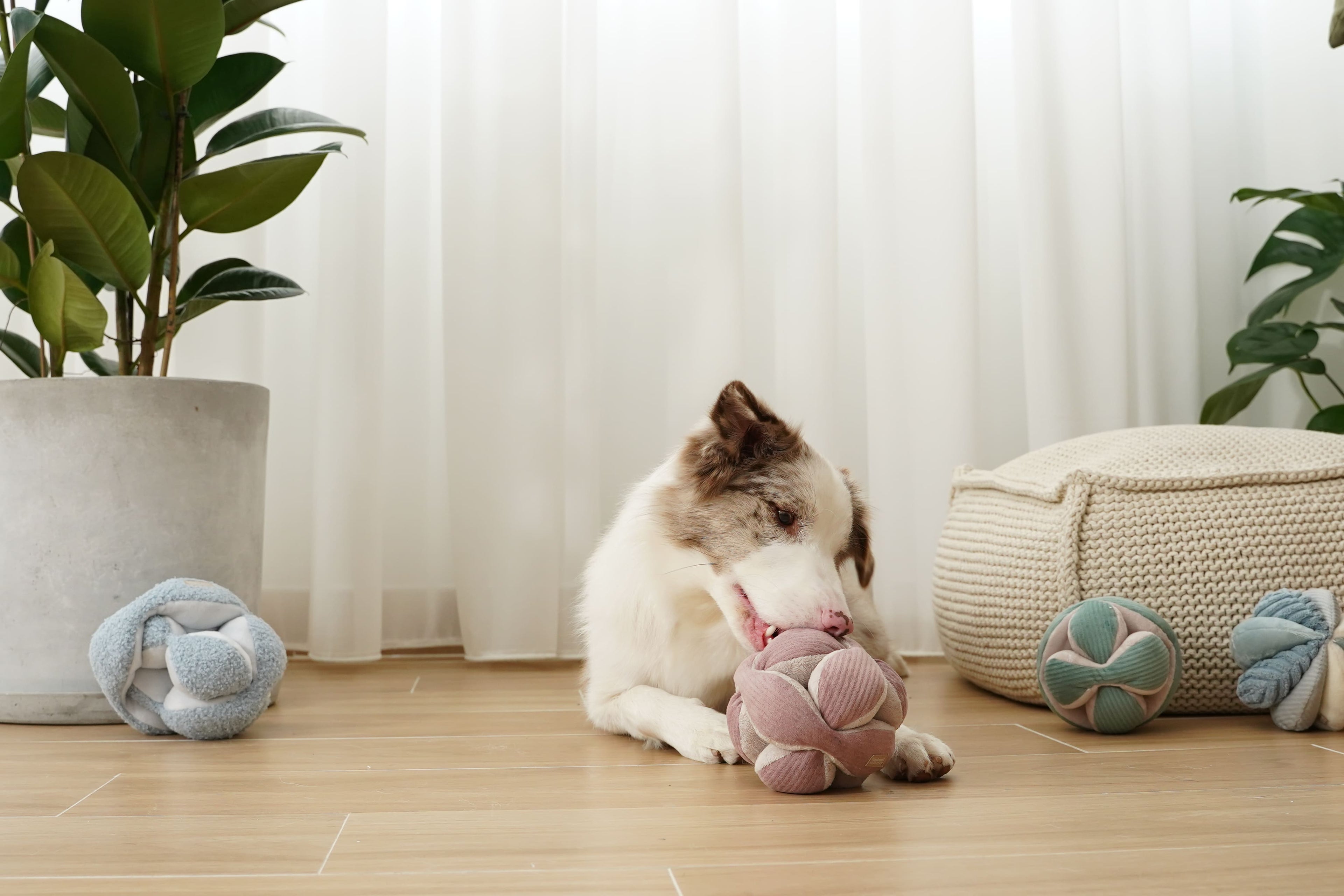 Monti – Montessori Snuffle Ball for Dogs