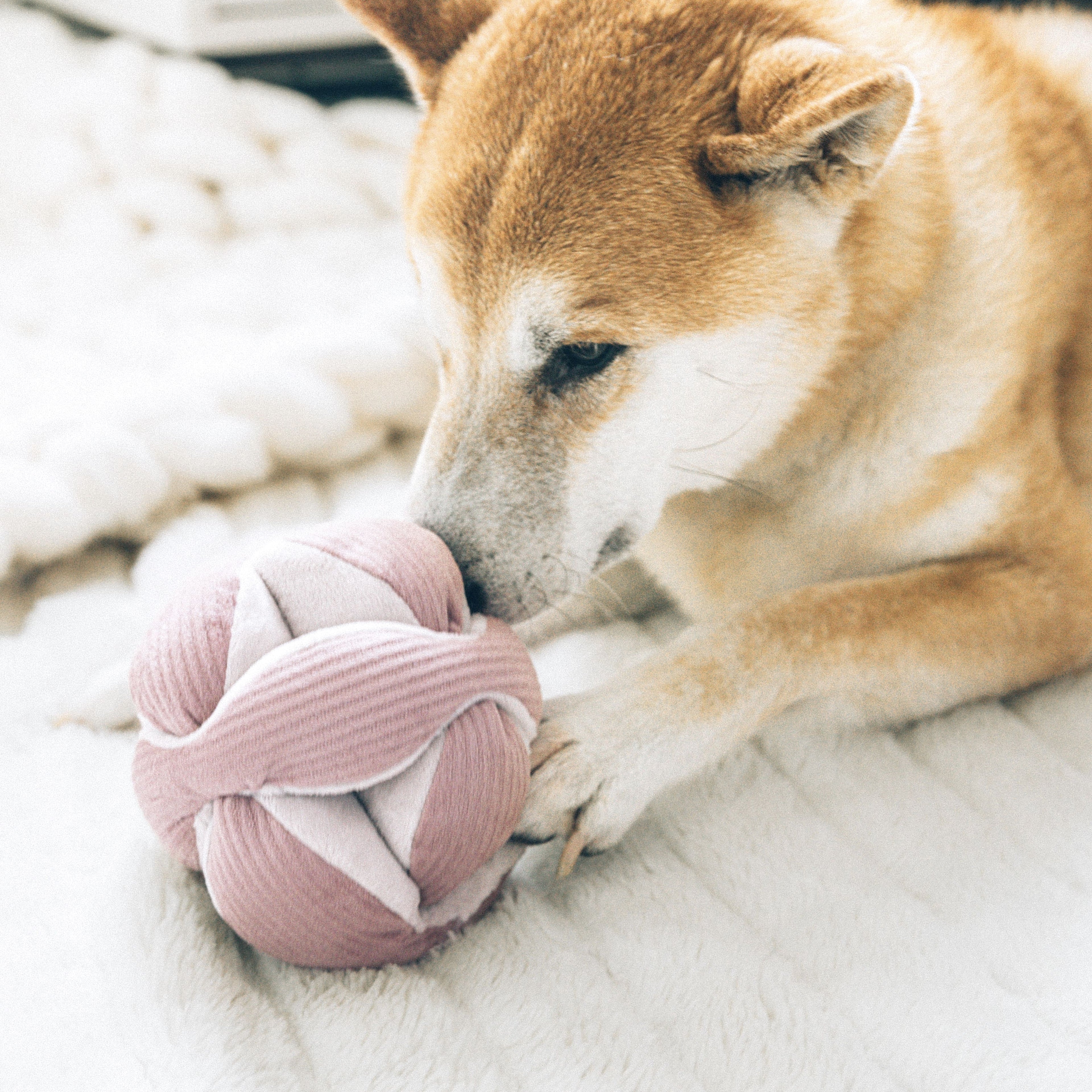 Monti Blush – Montessori Snuffle Ball for Dogs