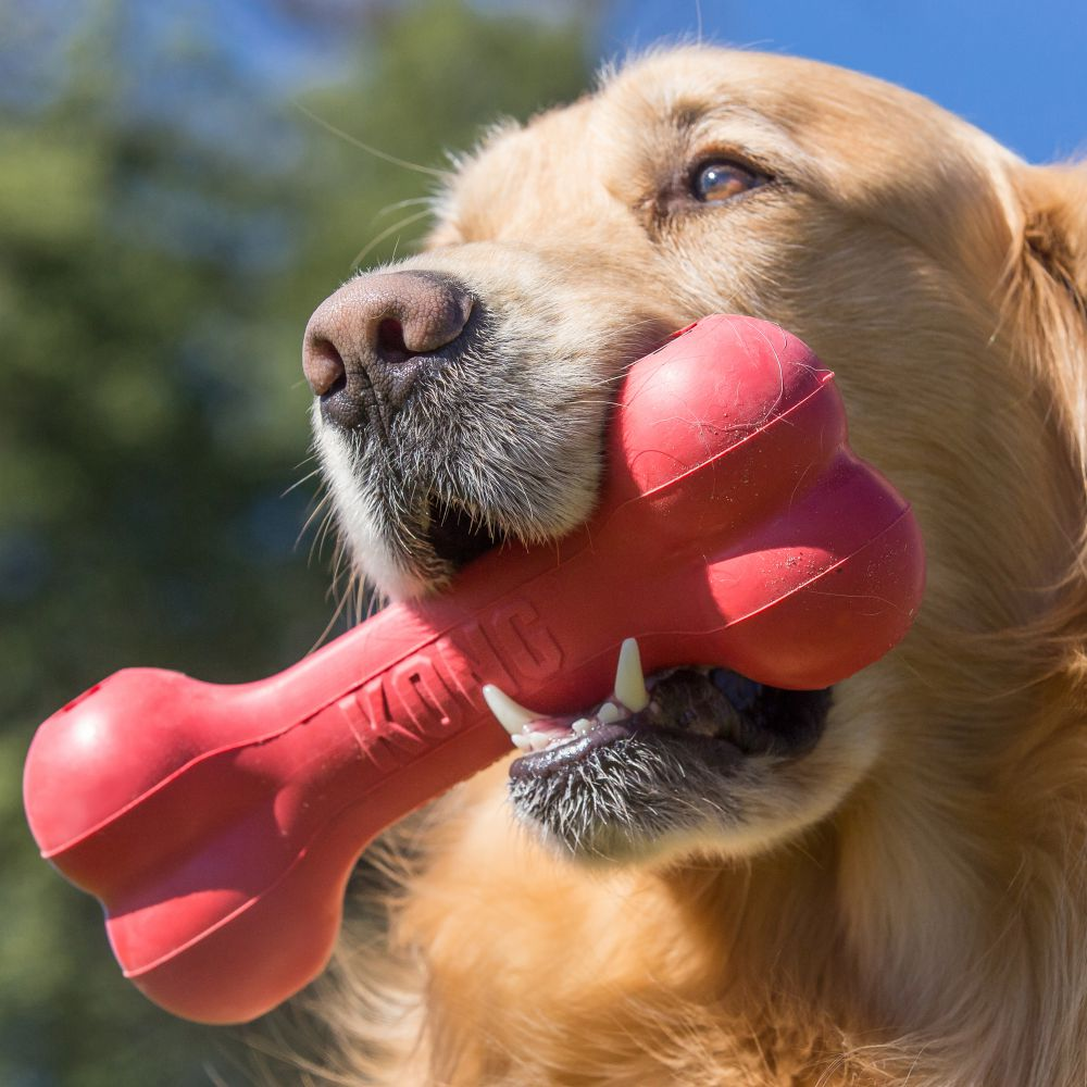 KONG Holiday Goodie Bone - Medium Natural Rubber Treat-Dispensing Dog Toy - Share Happy Outfits