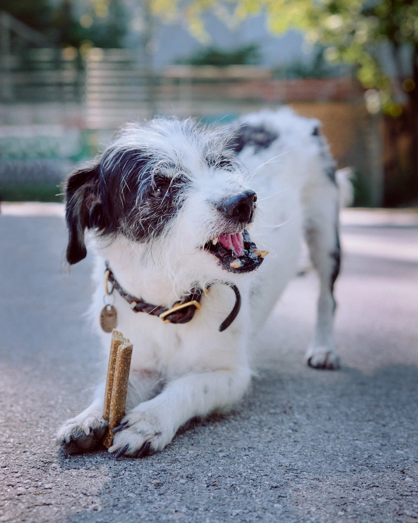 MOBILITIES – Vegan Gewrichtsondersteunende Snacks voor Honden