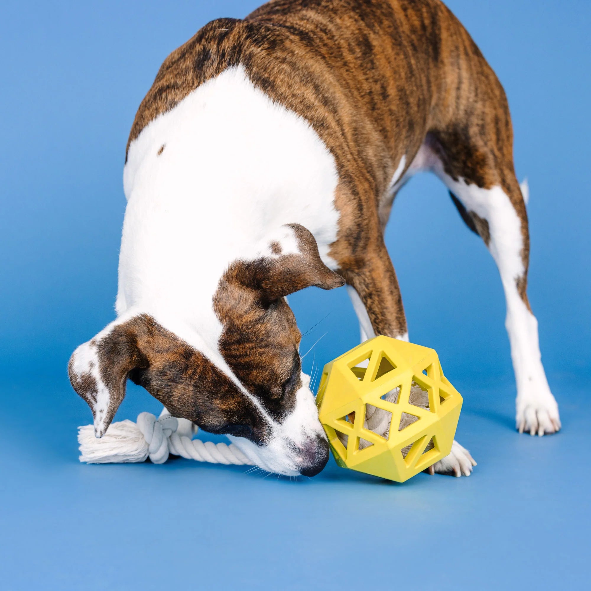 "Pull My Way" Rubber Dog Toy – Treat Dispenser & Tug Toy