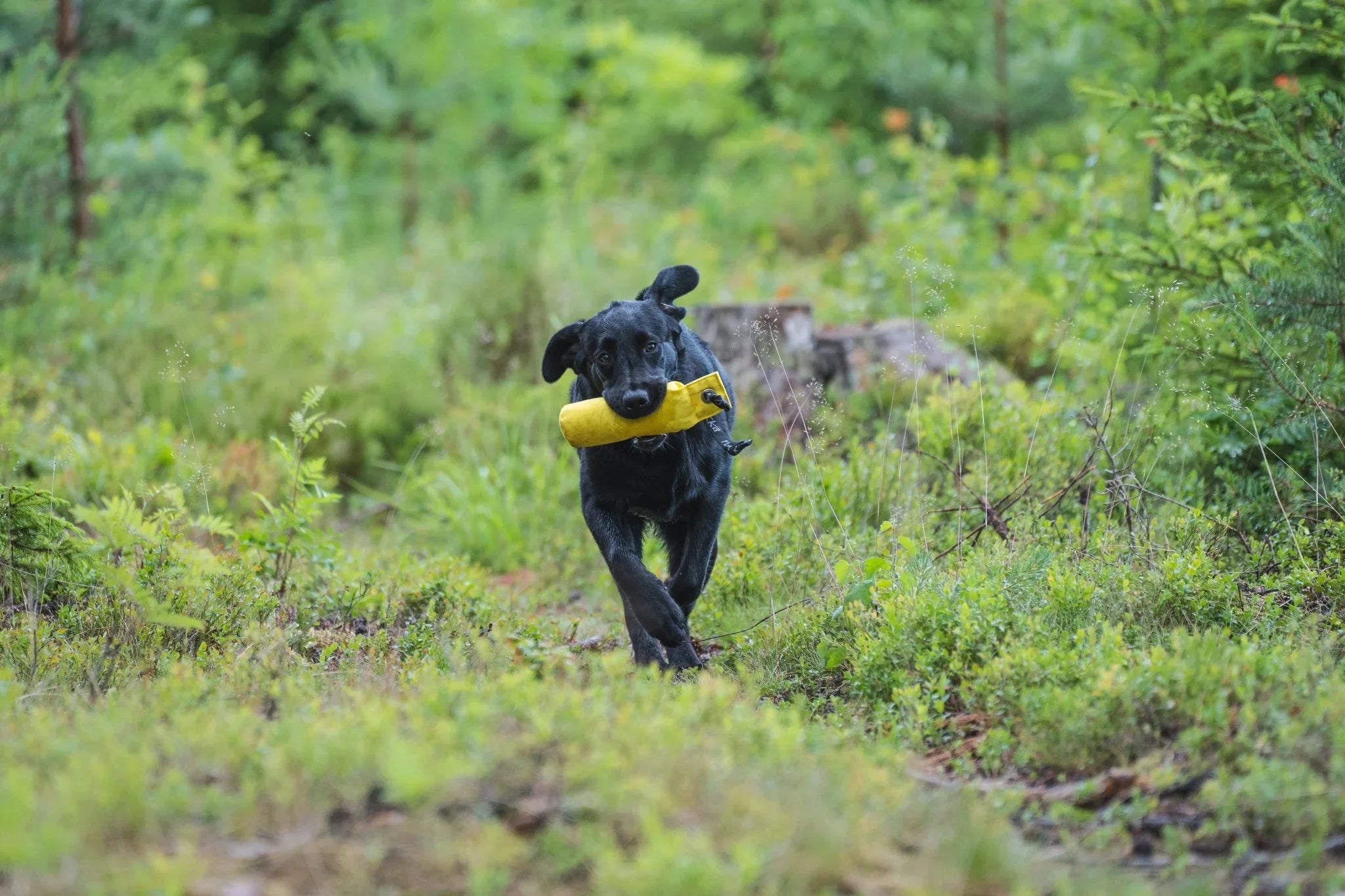 Actieve Apporteertrainingsdummy - Share Happy Outfits