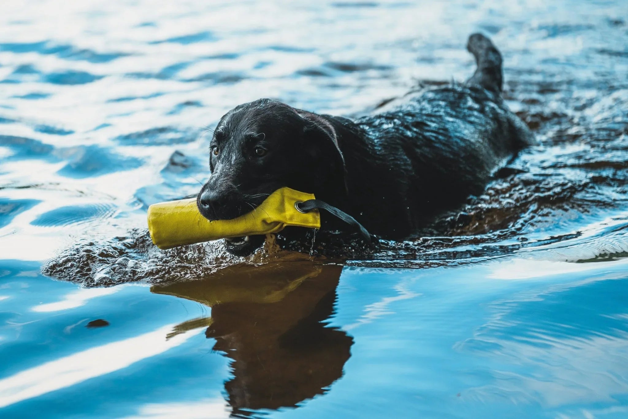 Actieve Apporteertrainingsdummy - Share Happy Outfits