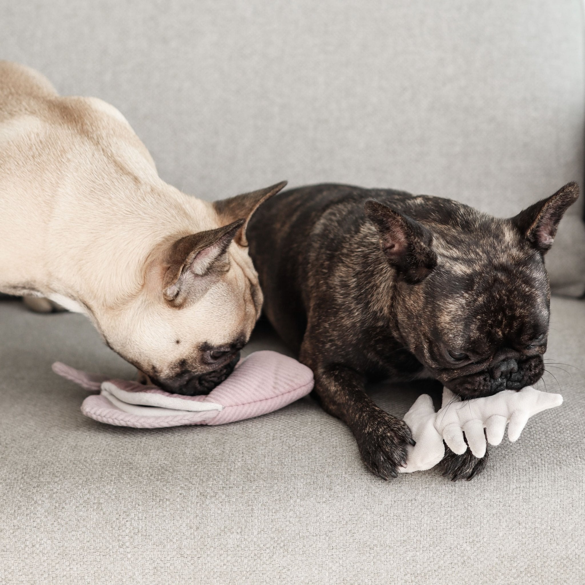 Angel Fish – 2-in-1 Burrow & Snuffle Dog Toy
