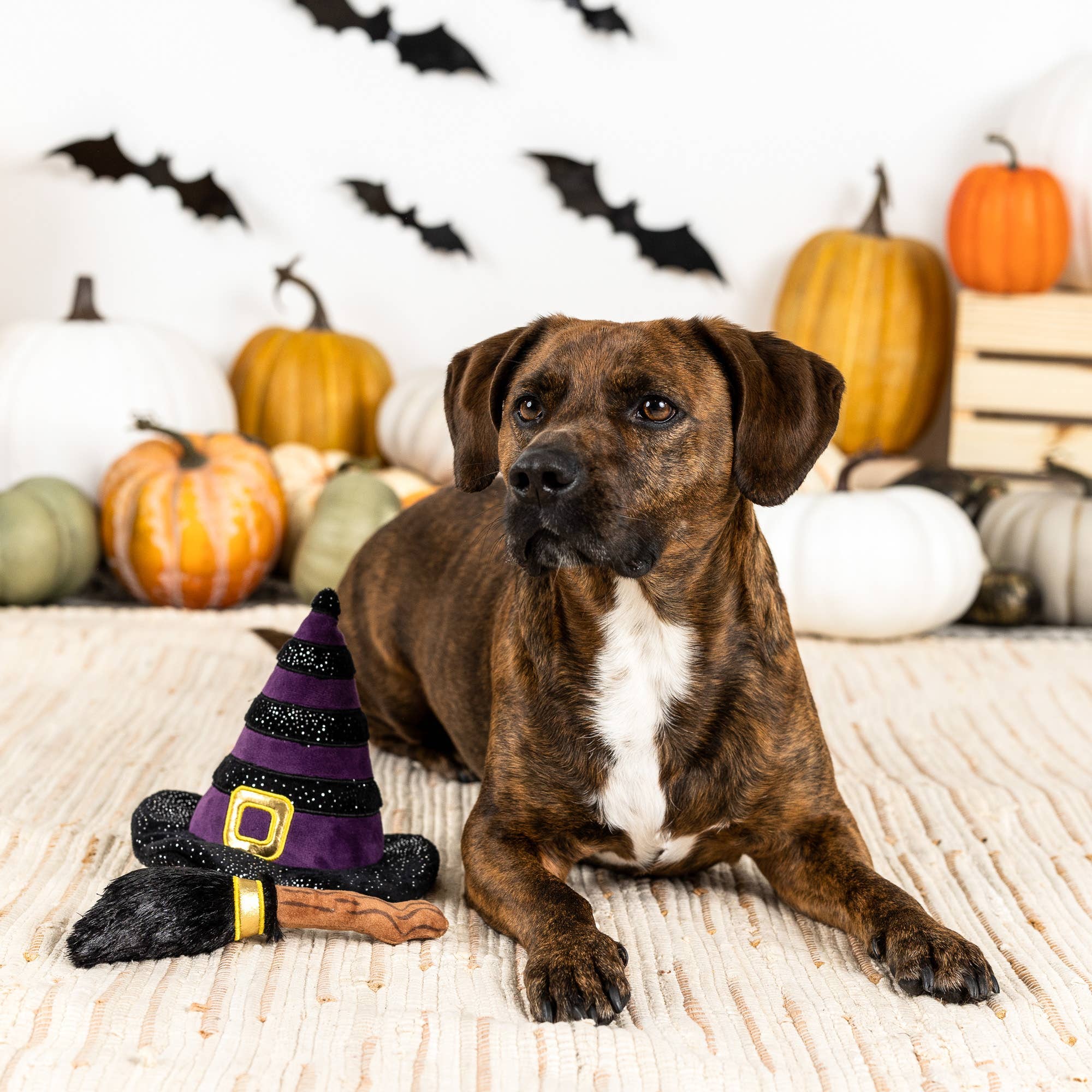 If the Broom Fits – Halloween Costume Dog Toy Set