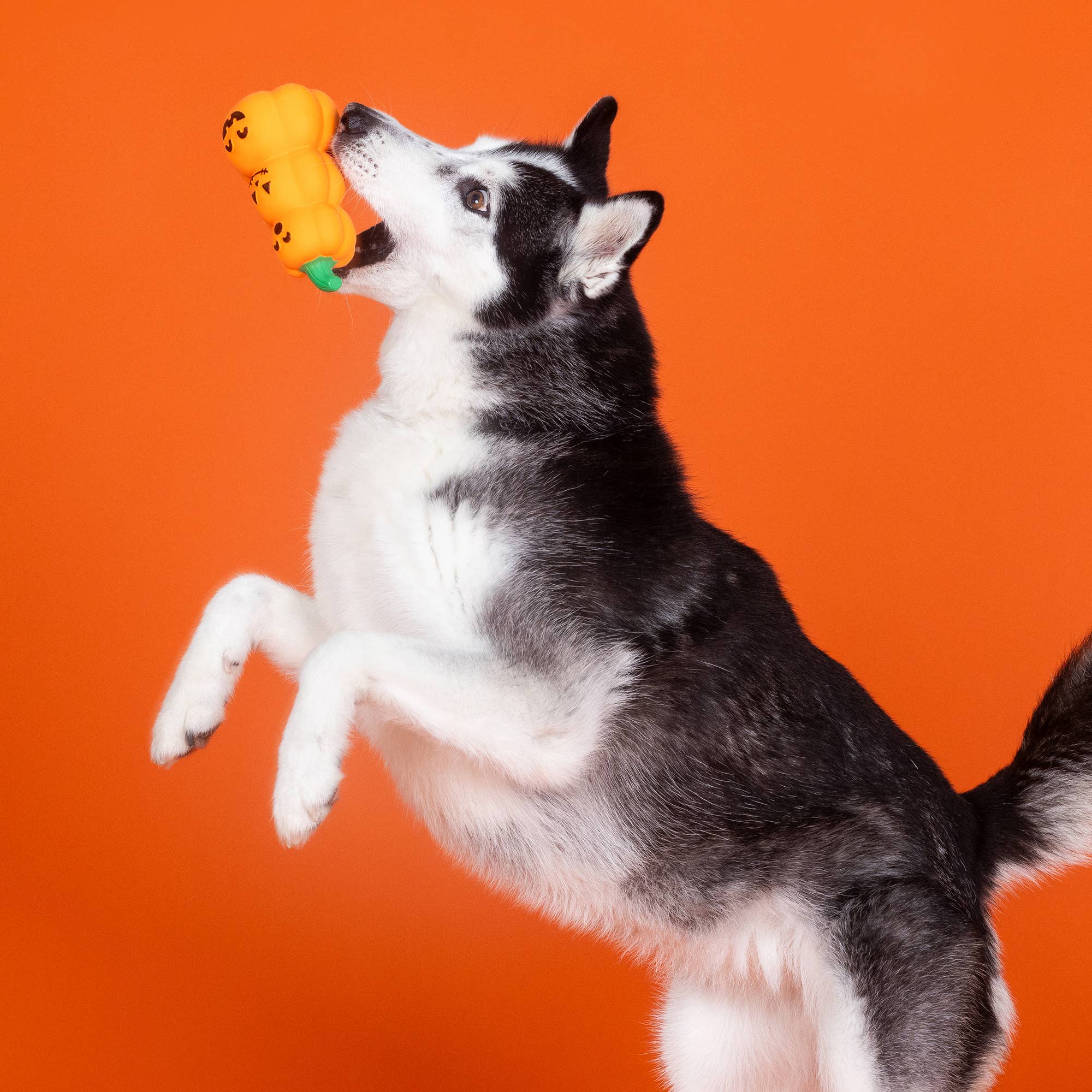 Fringe GO BIG OR GOURD HOME LATEX DOG TOY - Share Happy Outfits
