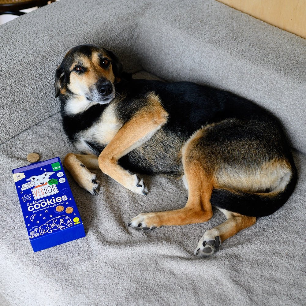 Dog sitting on a gray blanket next to a blue package of cookies