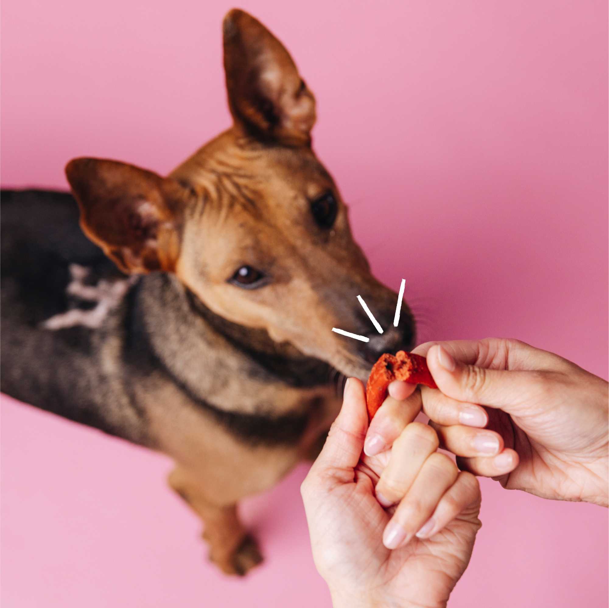 Dog sniffing a red object held by a person against a pink background