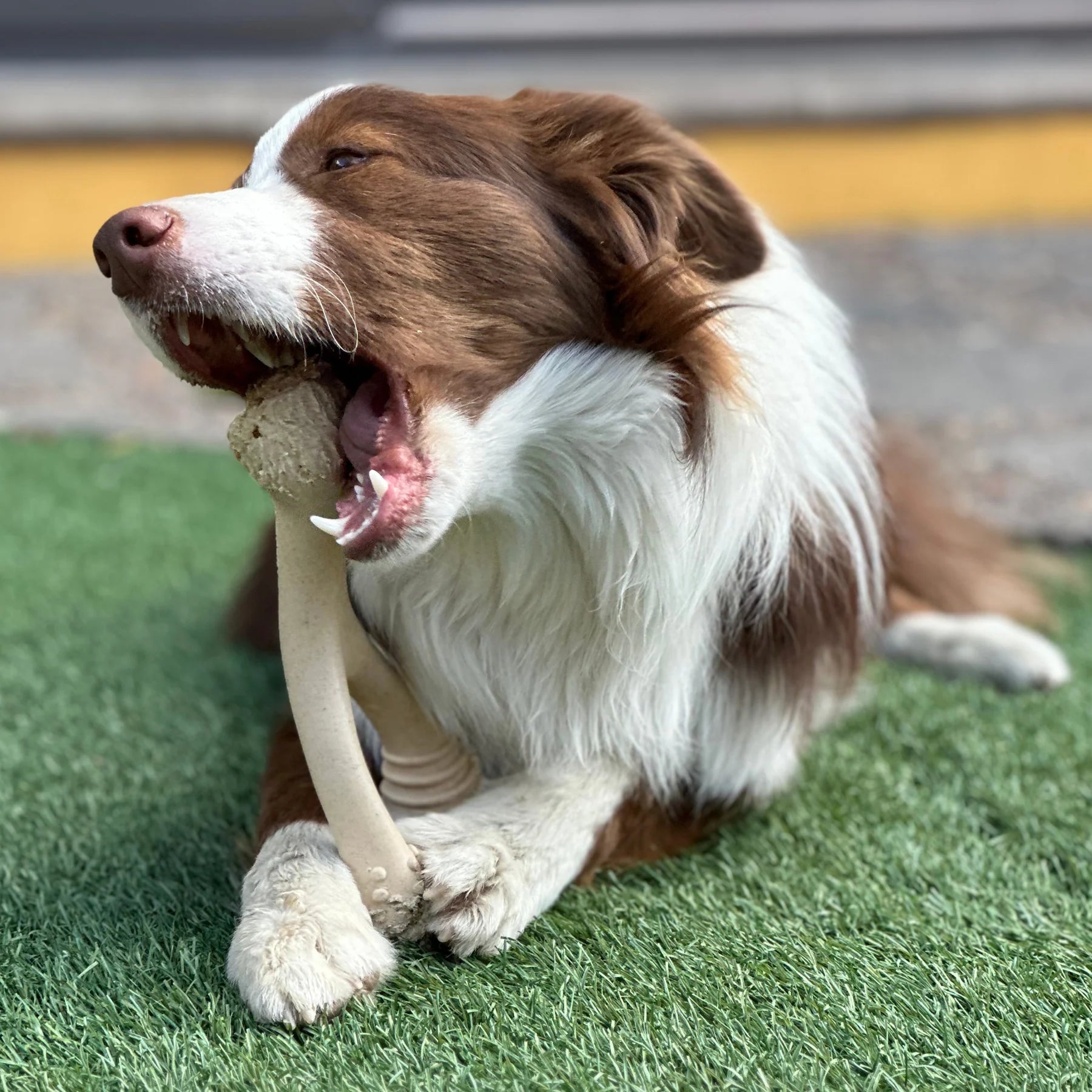 Dog playing with a toy on grass