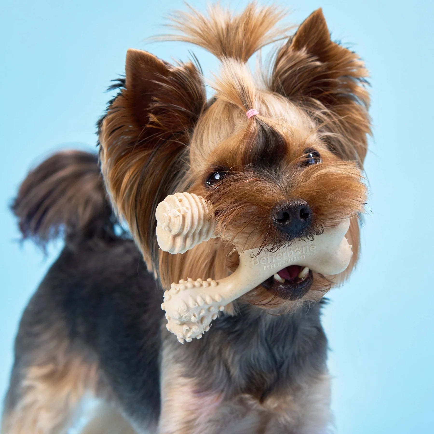 Little dog chews a bone-shaped beige toy BetterBone