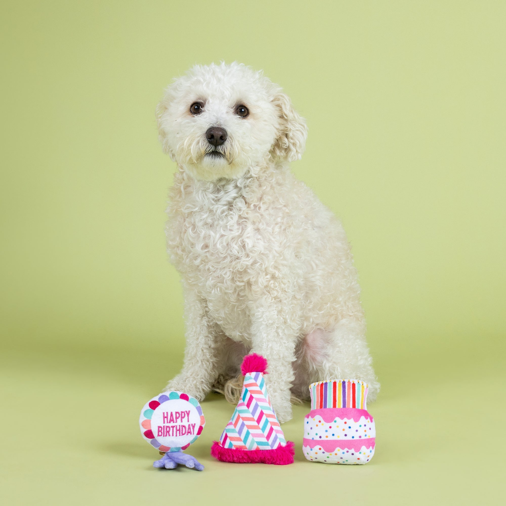 White dog with birthday-themed dog toys on a light green background