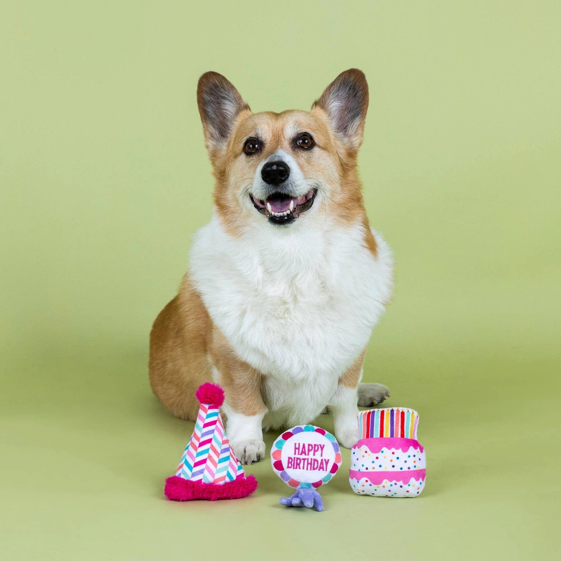 Corgi dog with birthday-themed dog toys on a green background