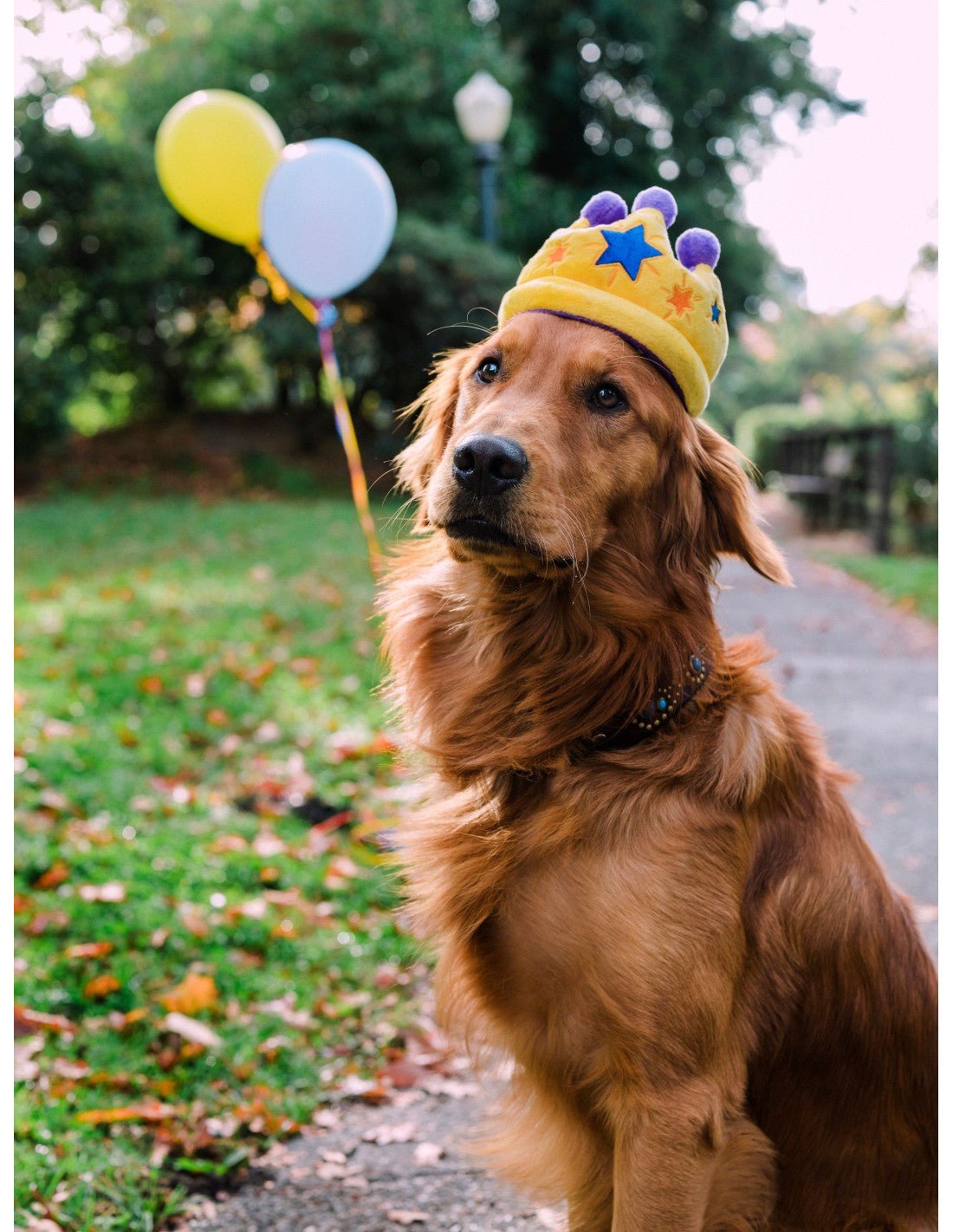 Dog wearing a birthday hat with balloons in the background