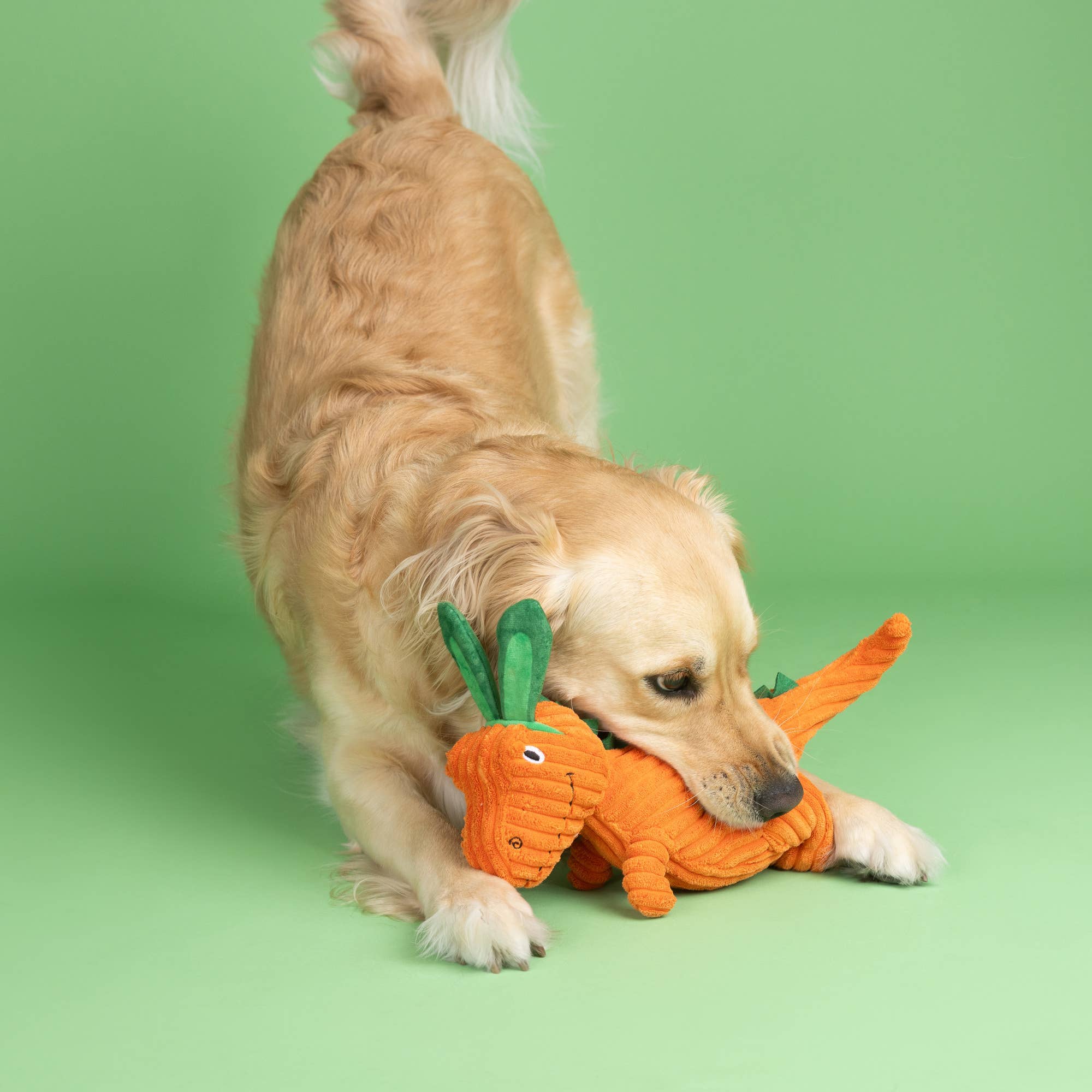 dog plays with a carrot dragon
