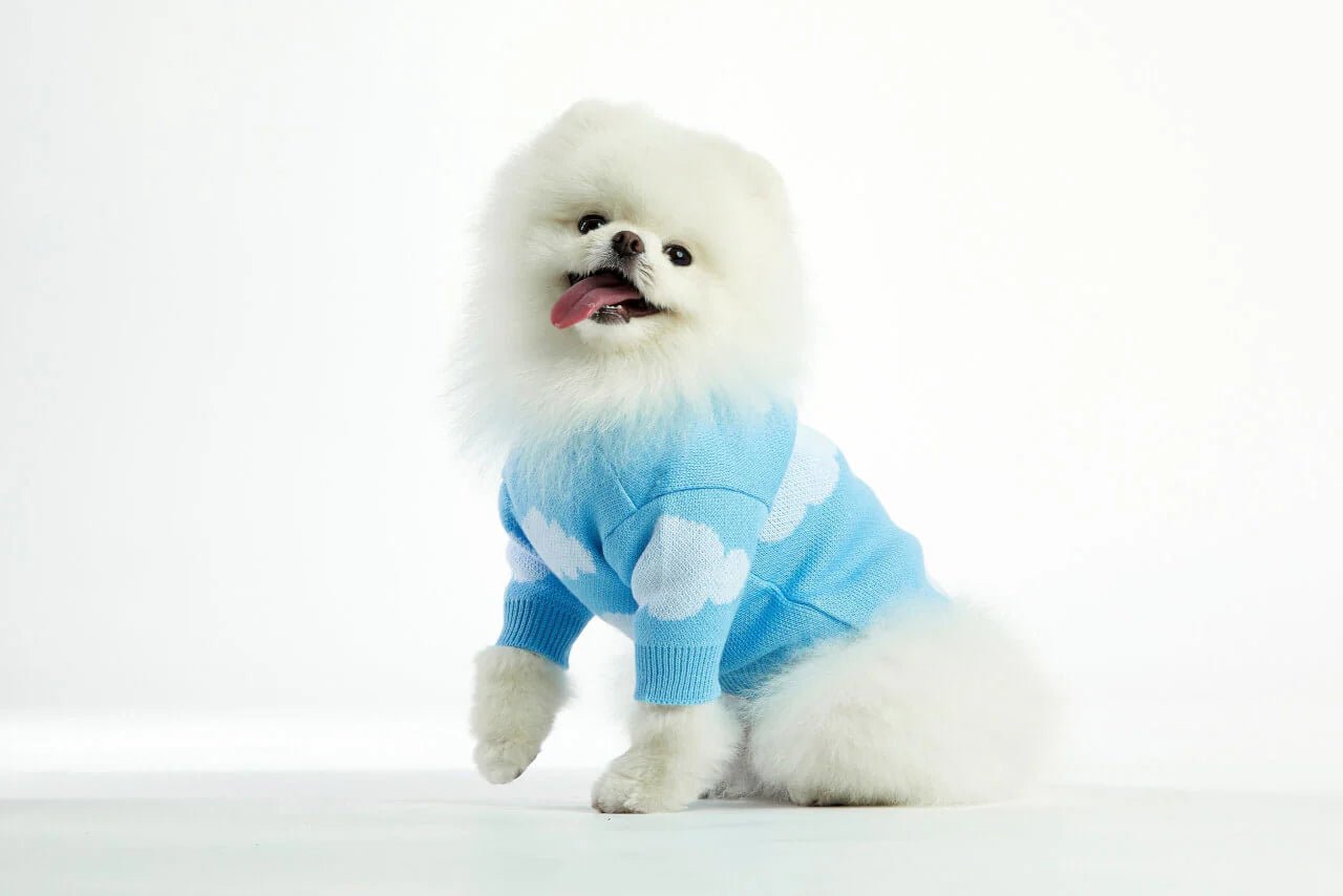 Small white dog wearing a blue sweater with cloud patterns on a white background