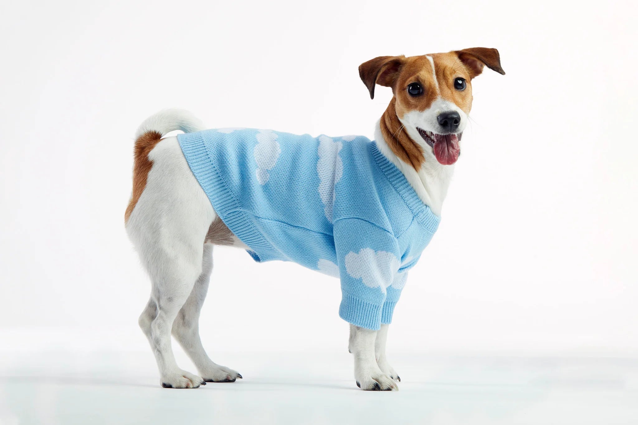 Dog wearing a blue sweater with cloud patterns on a white background