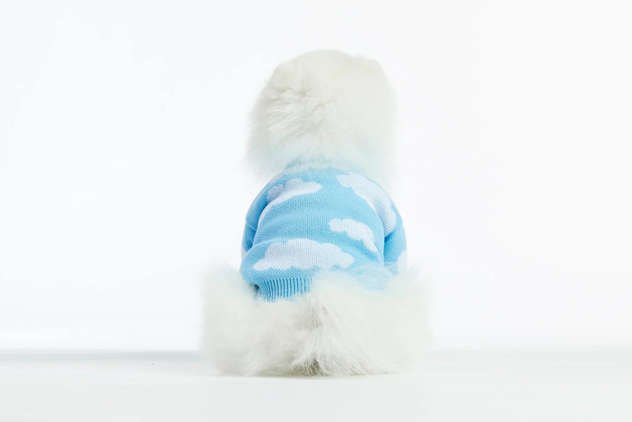 White dog wearing a blue sweater on a white background