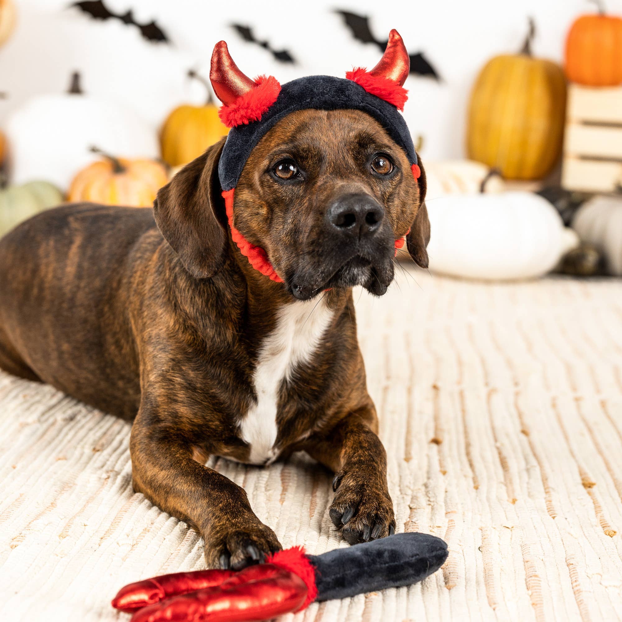 Fringe CUTE LIL DEVIL - Share Happy Outfits
