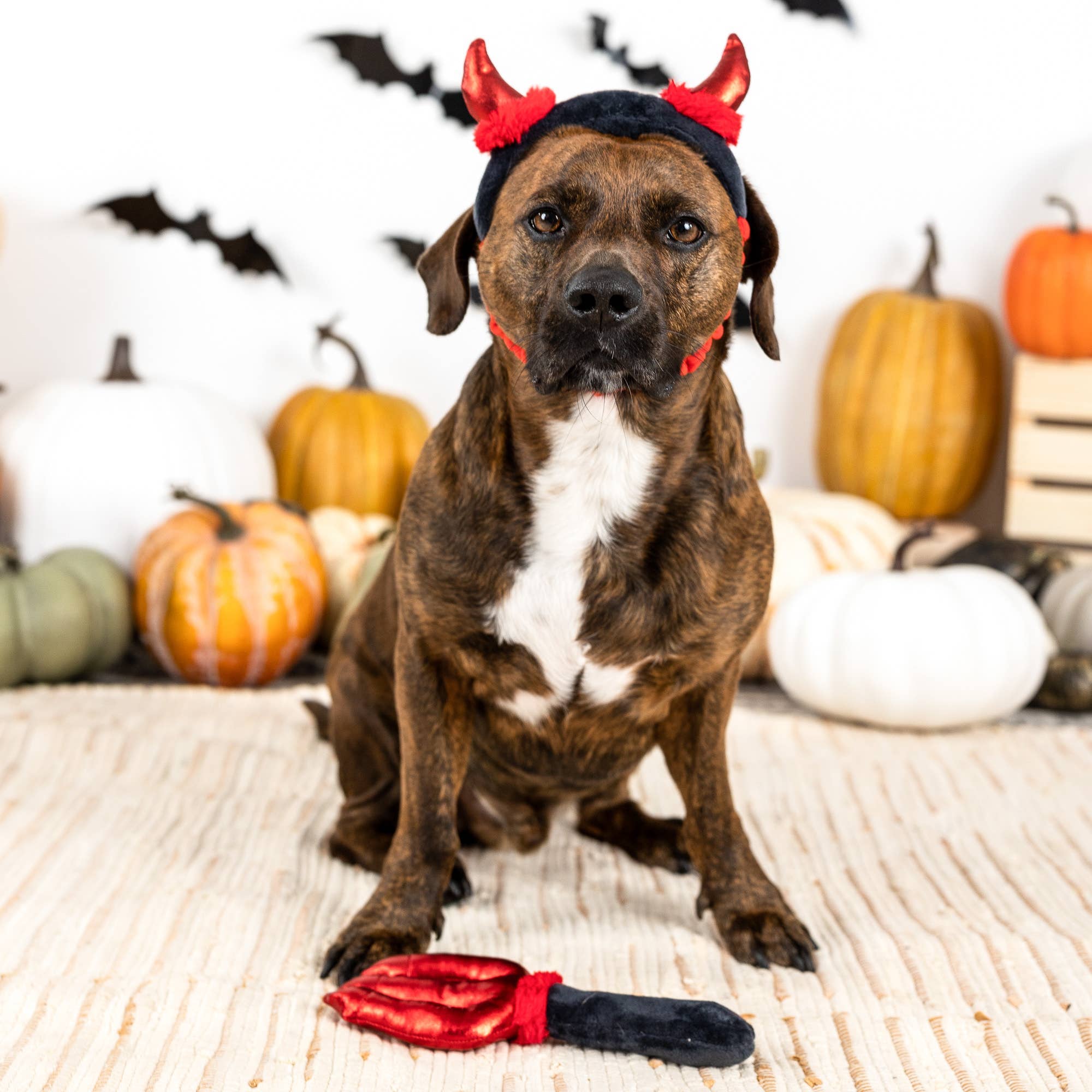 Fringe CUTE LIL DEVIL dog in halloween outfit - Share Happy Outfits