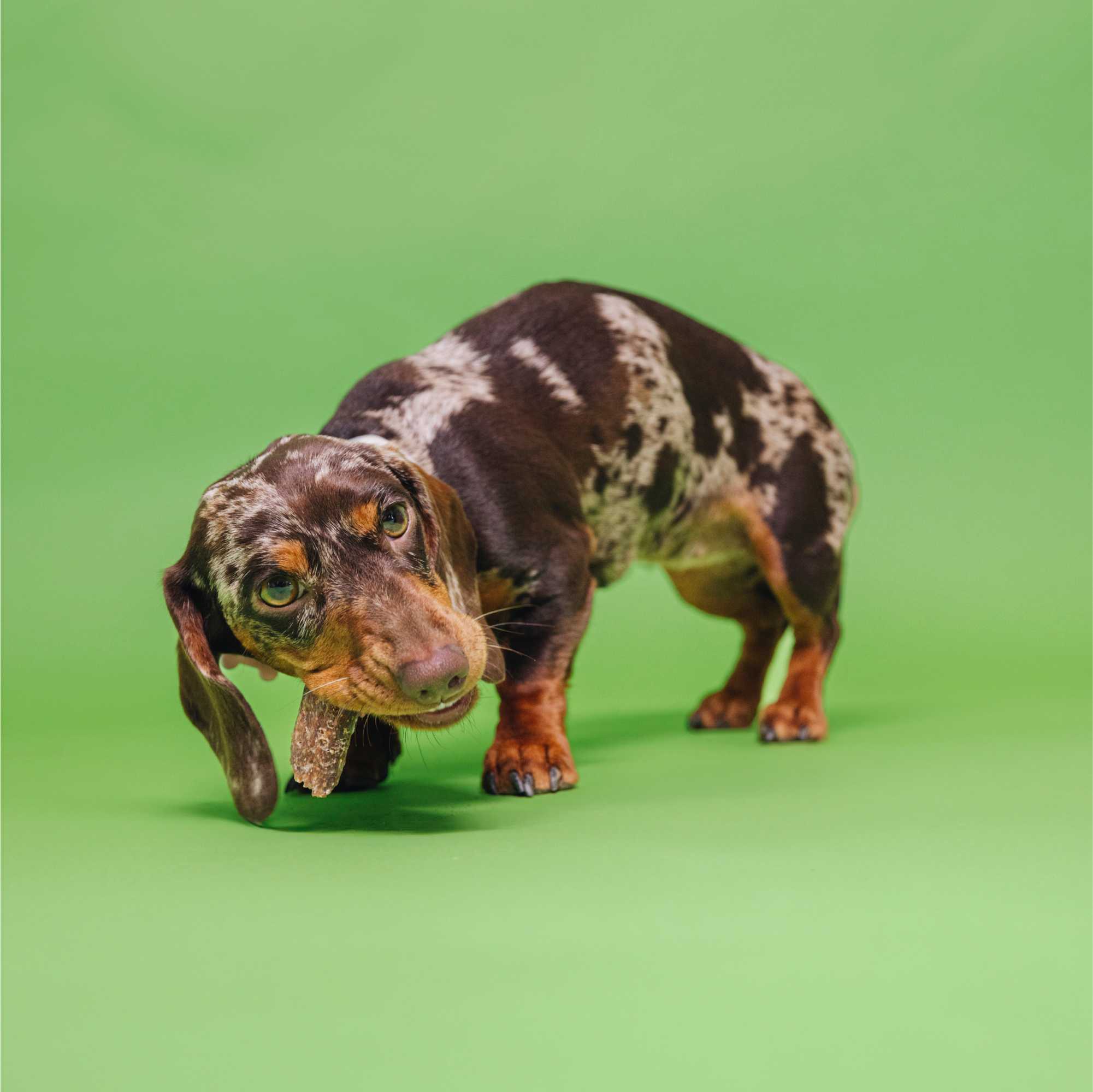 Dachshund standing on a green background