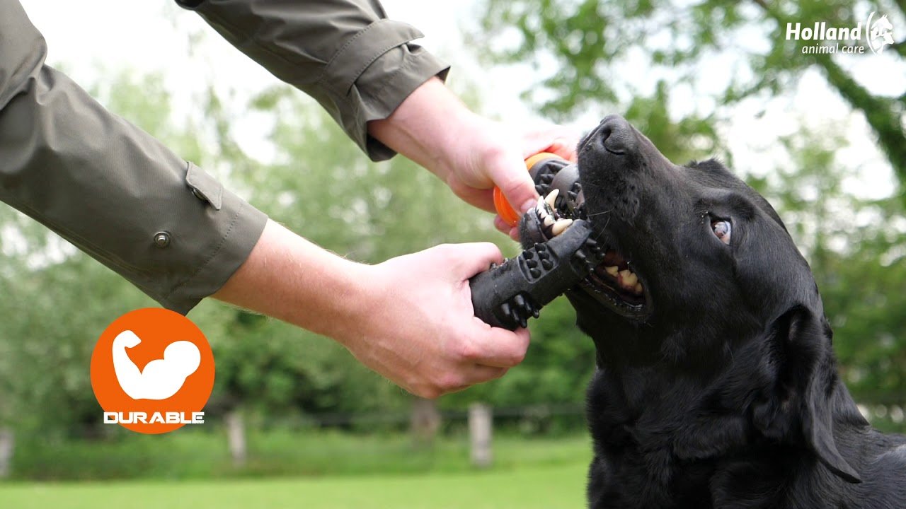 Dog playing with a toy held by a person outdoors