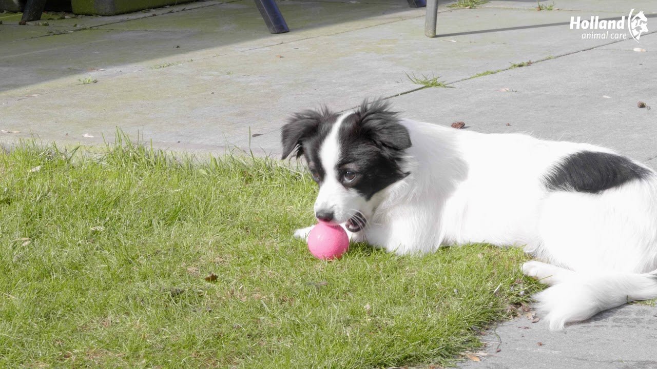 Dog playing with a pink ball on grass next to a sidewalk
