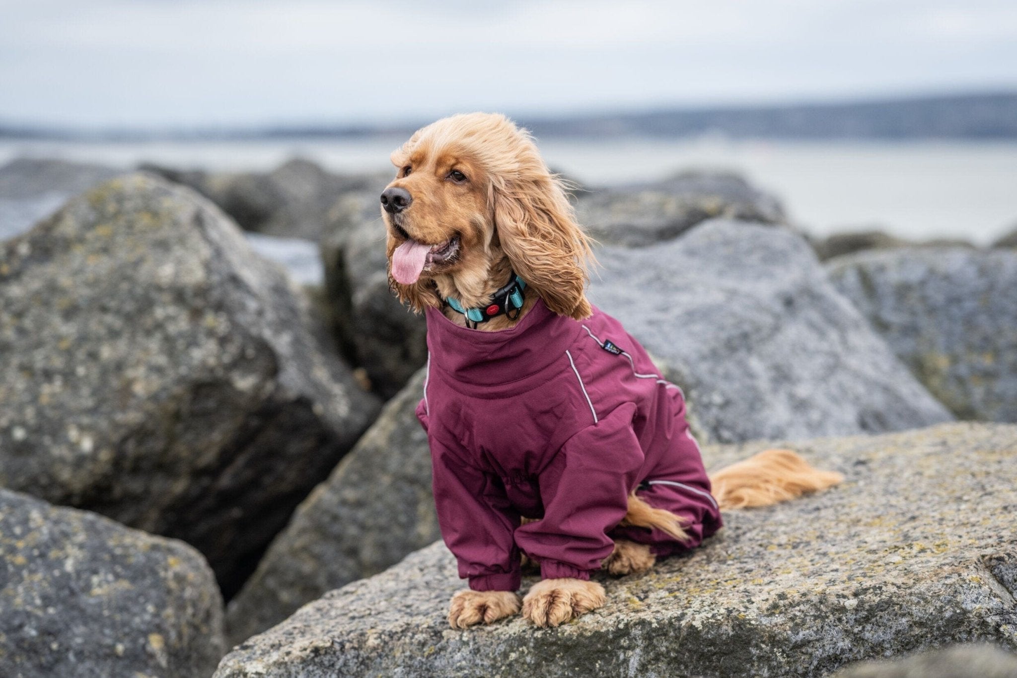 Dog Thermal Overall - Softshell, Plush-Lined & Weatherproof - Share Happy Outfits