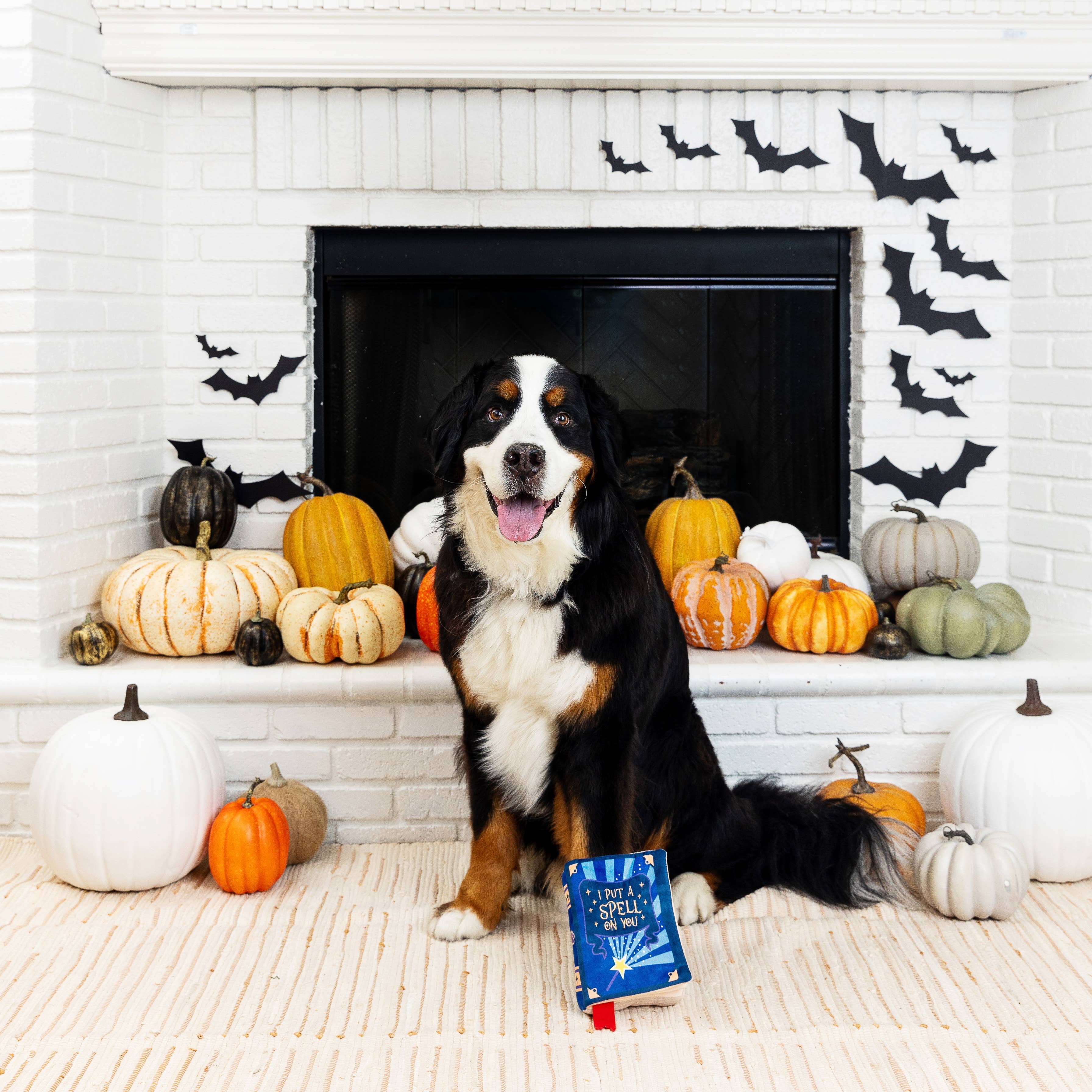 Fringe Plush Dog Toy - I PUT A SPELL ON YOU - Share Happy Outfits