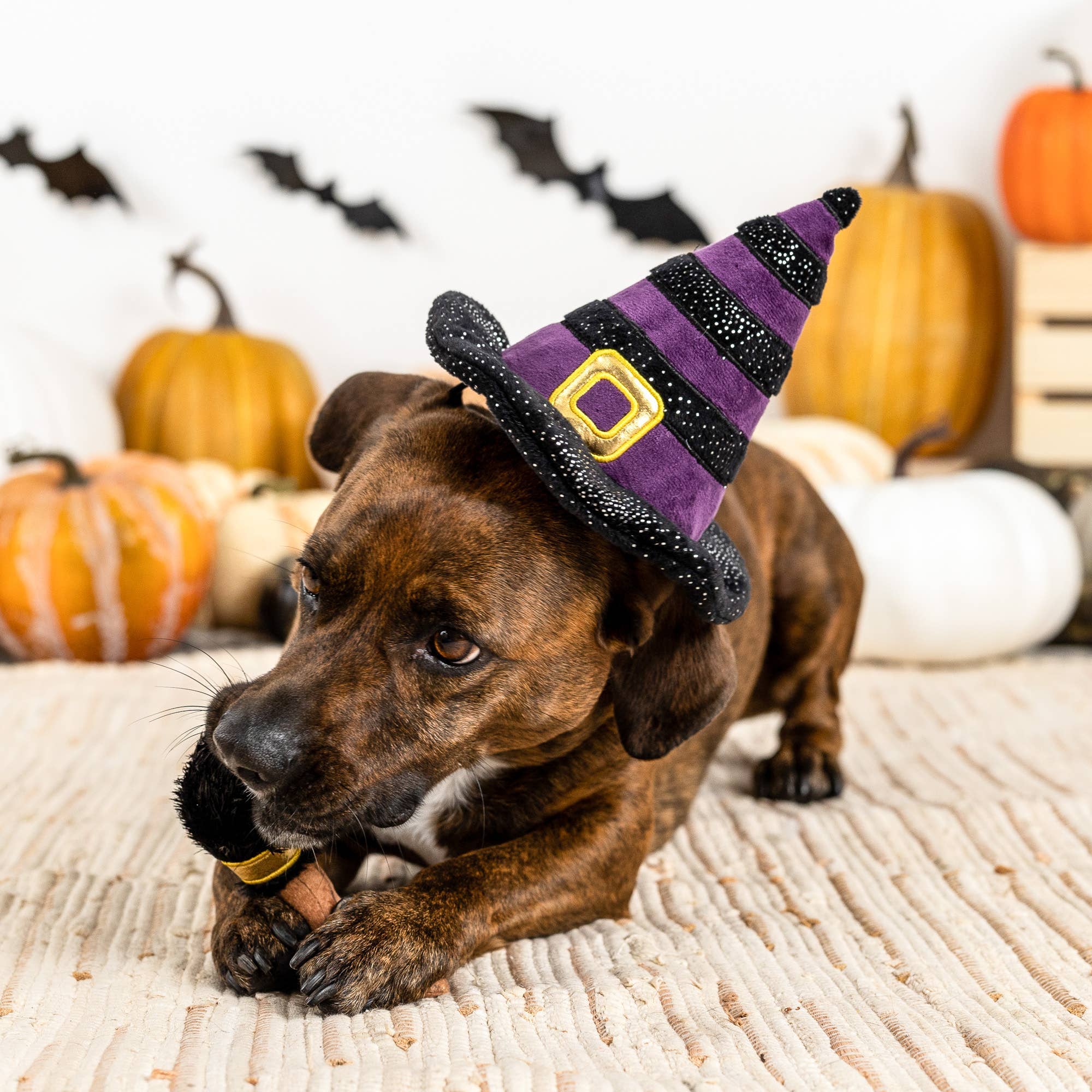 If the Broom Fits – Halloween Costume Dog Toy Set
