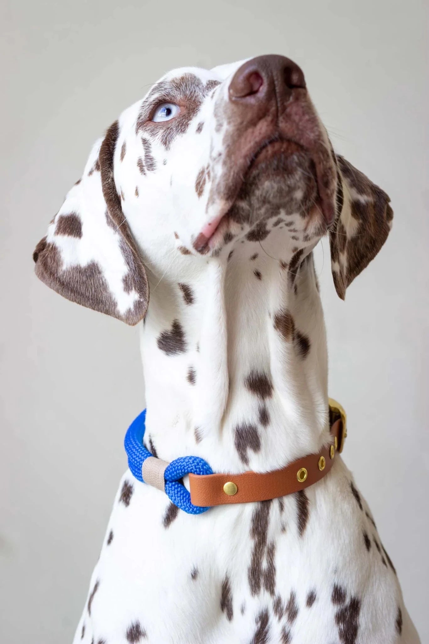 Dalmatian dog wearing a blue and brown collar on a plain background
