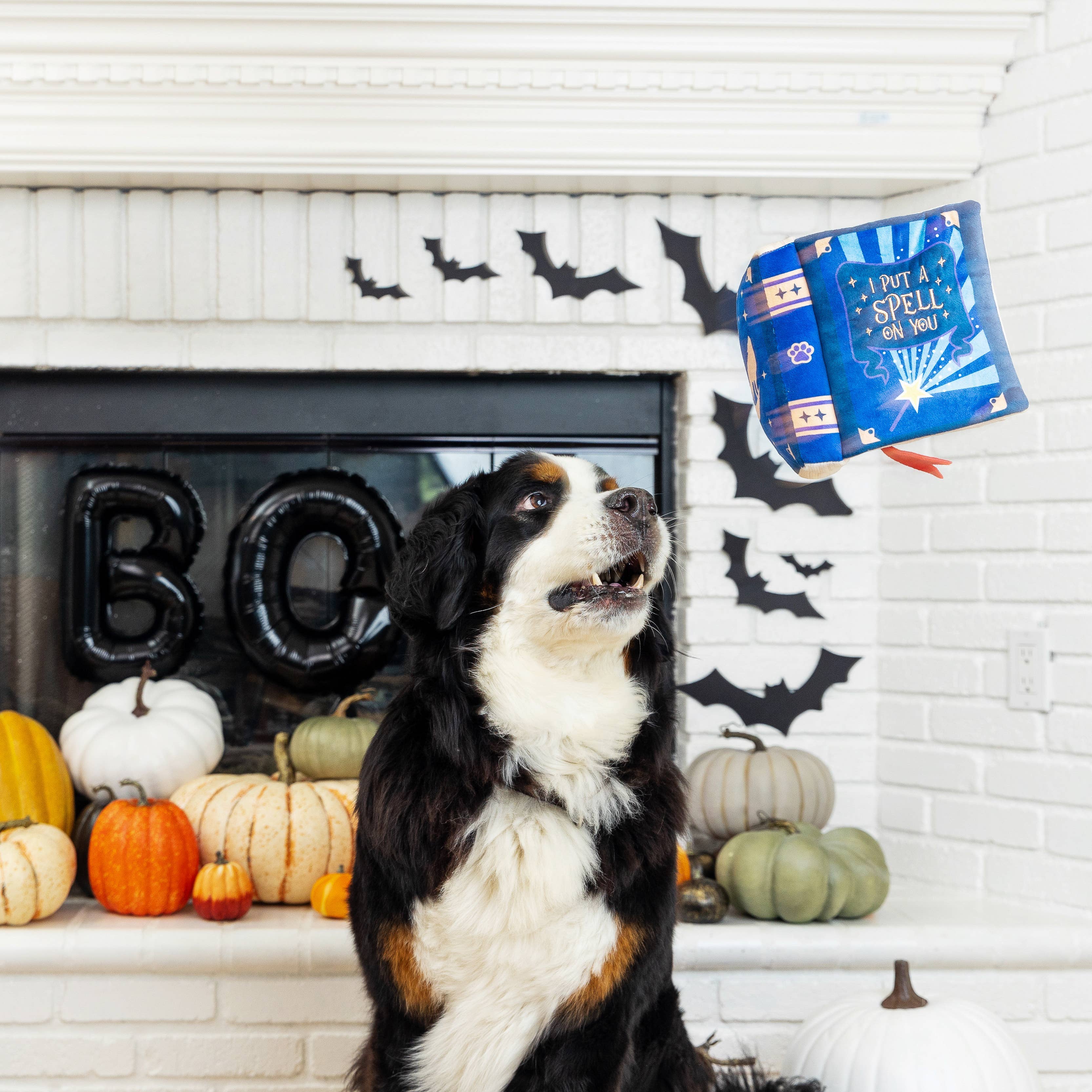 Fringe Plush Dog Toy - I PUT A SPELL ON YOU - Share Happy Outfits