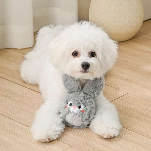 White dog wearing a gray scarf with a plush toy on a wooden floor.