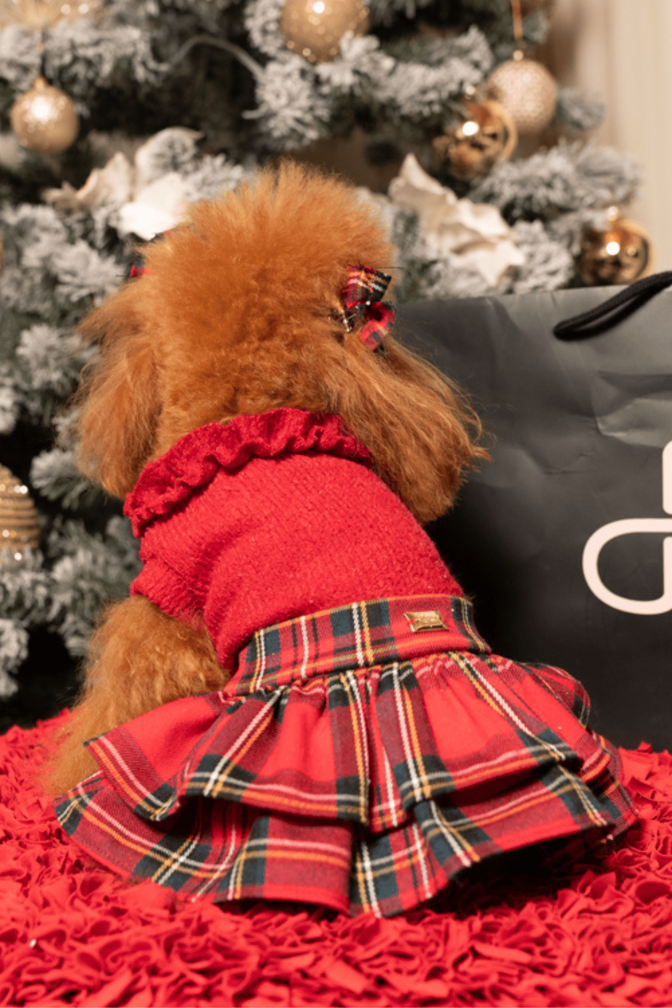 Small dog in a red outfit with plaid skirt standing in front of a Christmas tree.