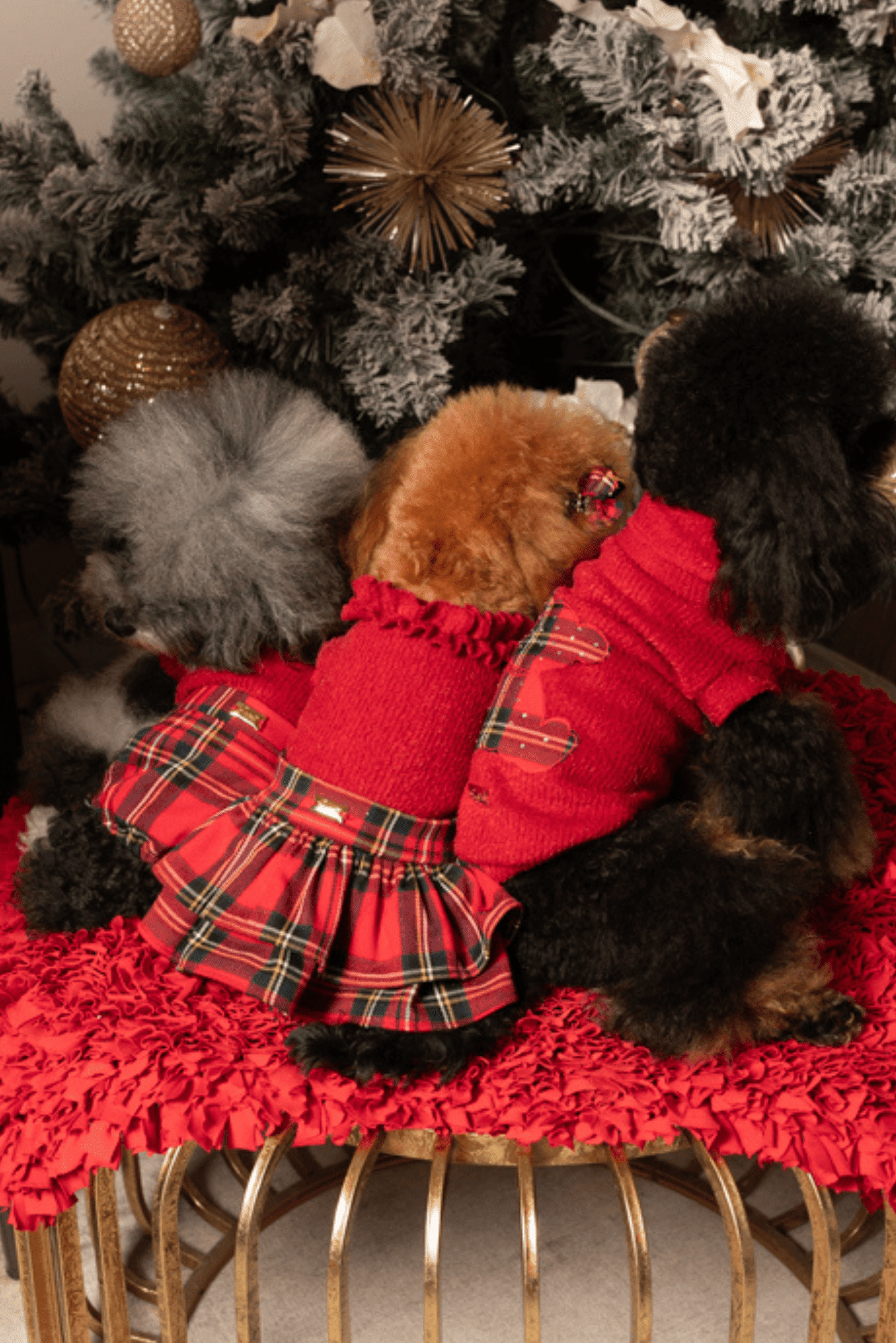 Two teddy bears in red outfits sitting on a red blanket in front of a decorated Christmas tree.