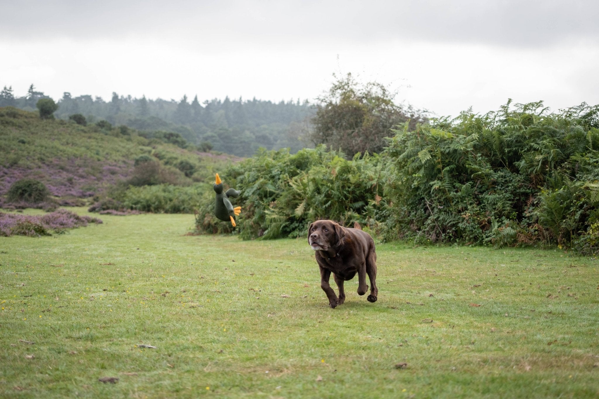 Brown Labrador playing with a dog toy shaped like a duck during outdoor fetch
