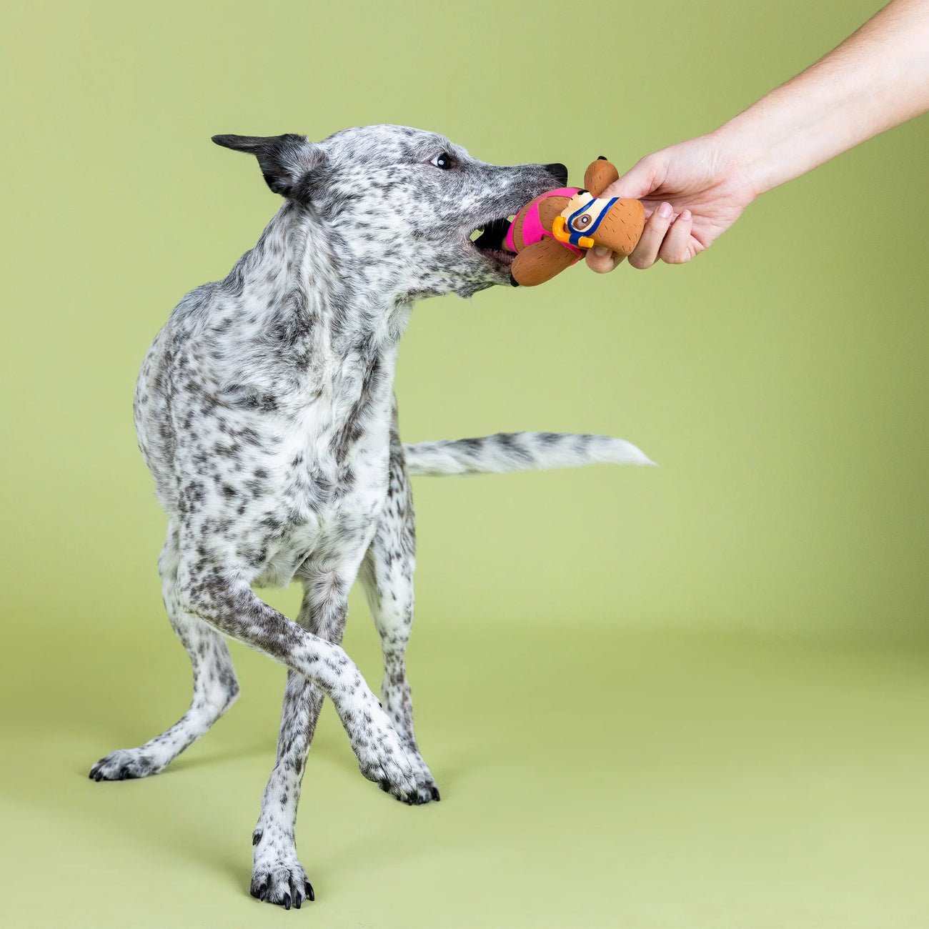 Dog playing with a toy held by a person against a green background