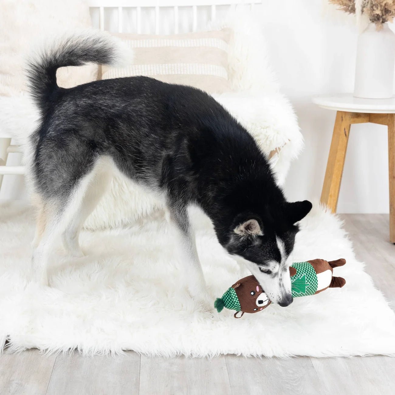 Dog playing with a toy on a fluffy white rug