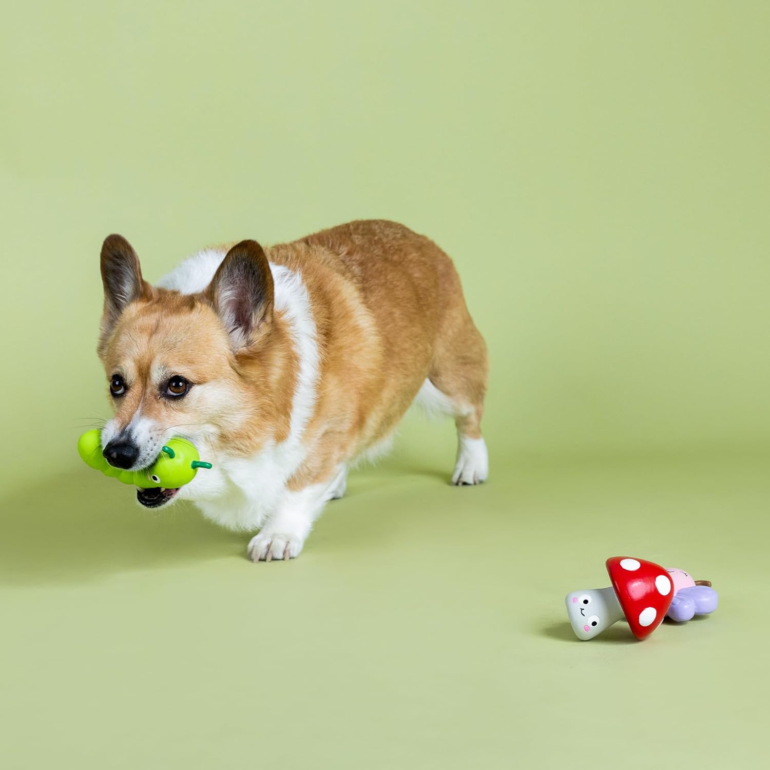 Dog playing with a green toy on a light green background