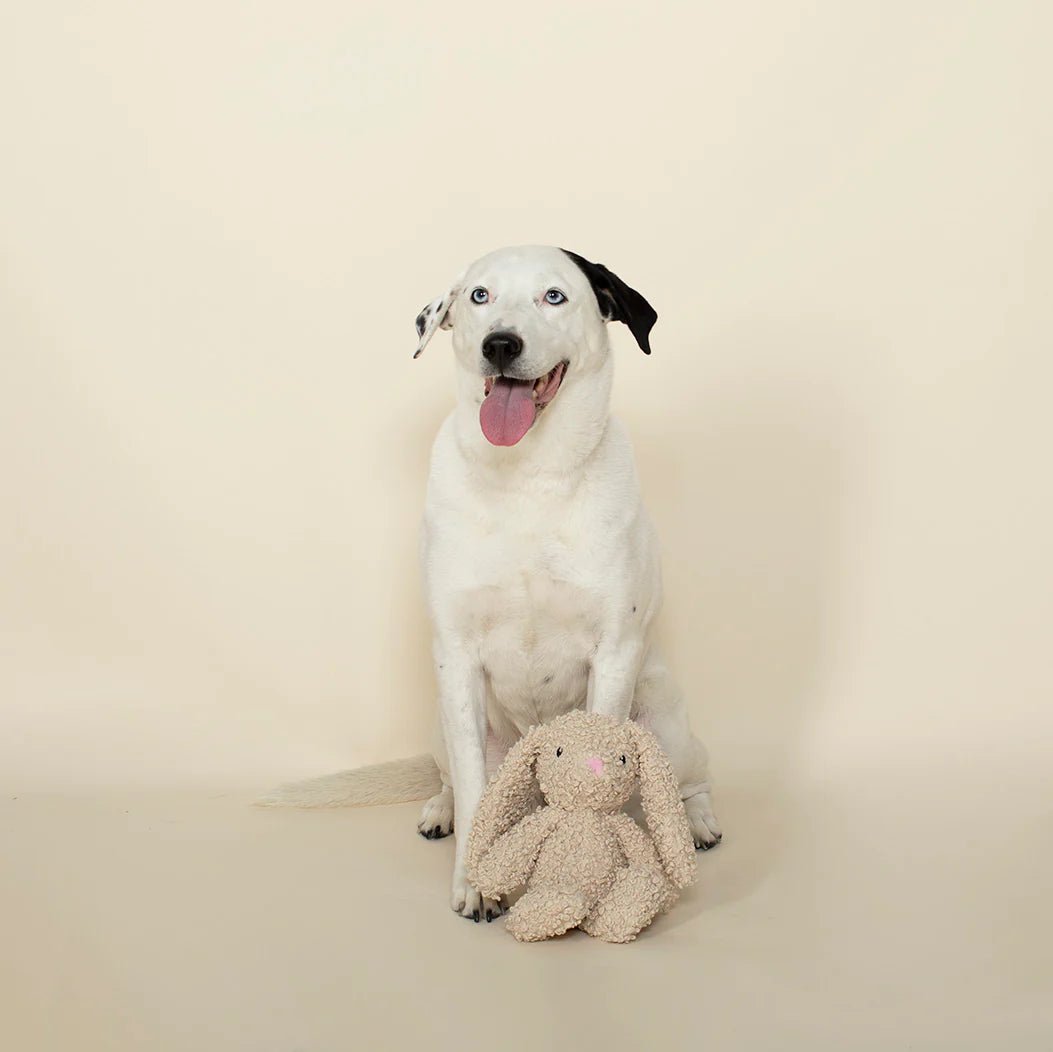 White dog with black patches sitting next to a plush toy on a beige background