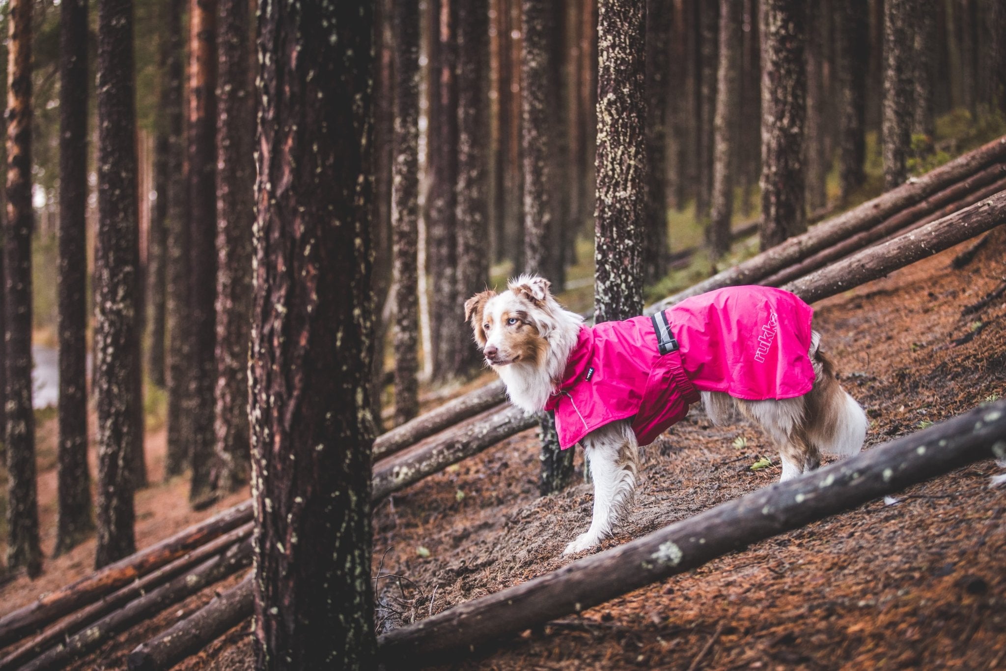 Dog wearing a pink coat standing on a log in a forest