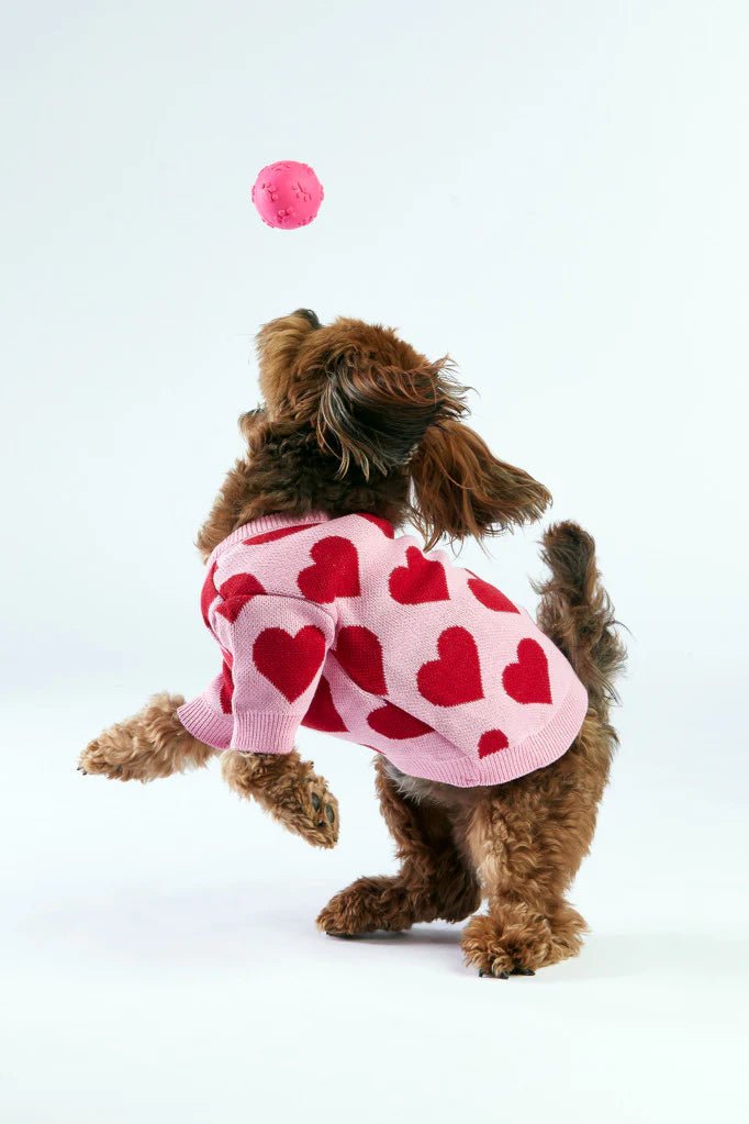Dog wearing a pink sweater with red hearts on a white background